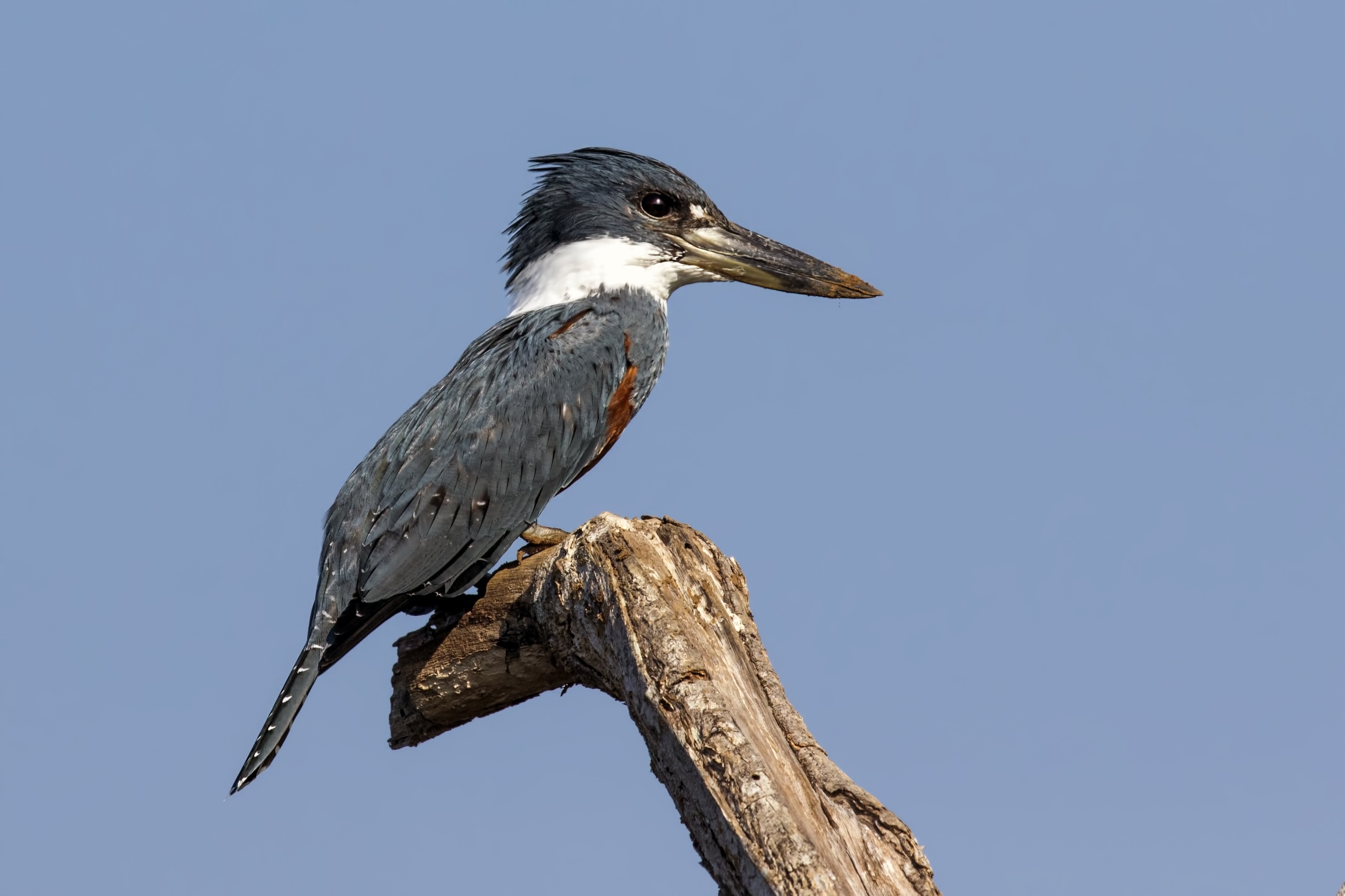 Ringed Kingfisher — Ana fotoğraf