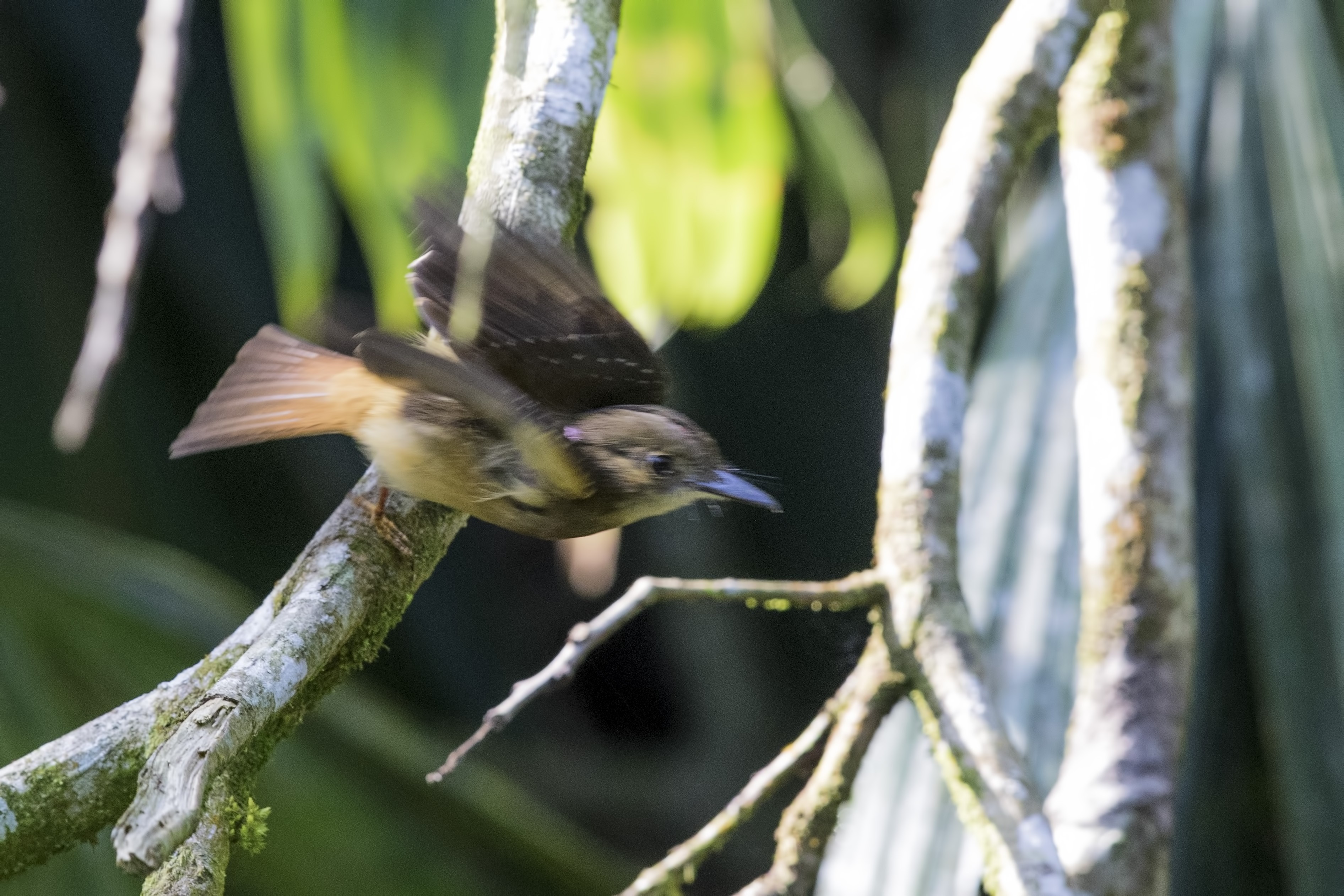 Royal Flycatcher — Ana fotoğraf