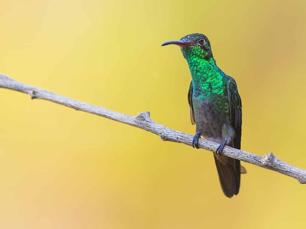 Rufous-tailed Hummingbird