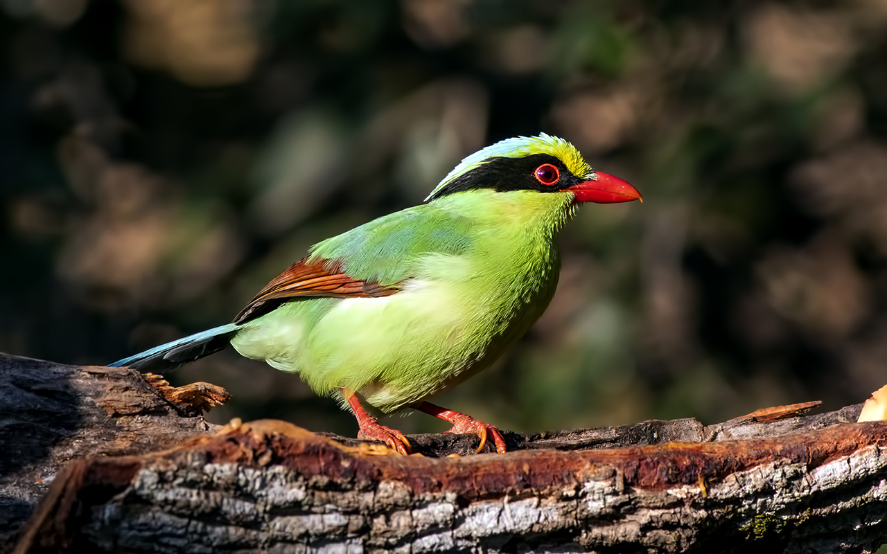 Common Green-Magpie