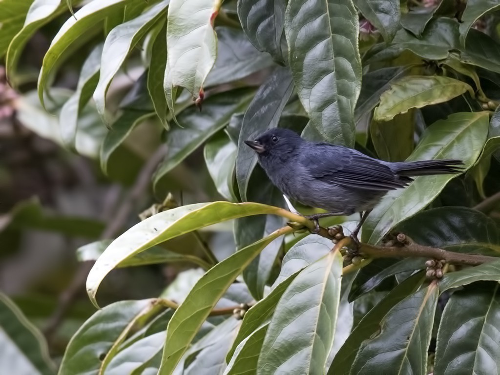 Slaty Flowerpiercer — Ana fotoğraf