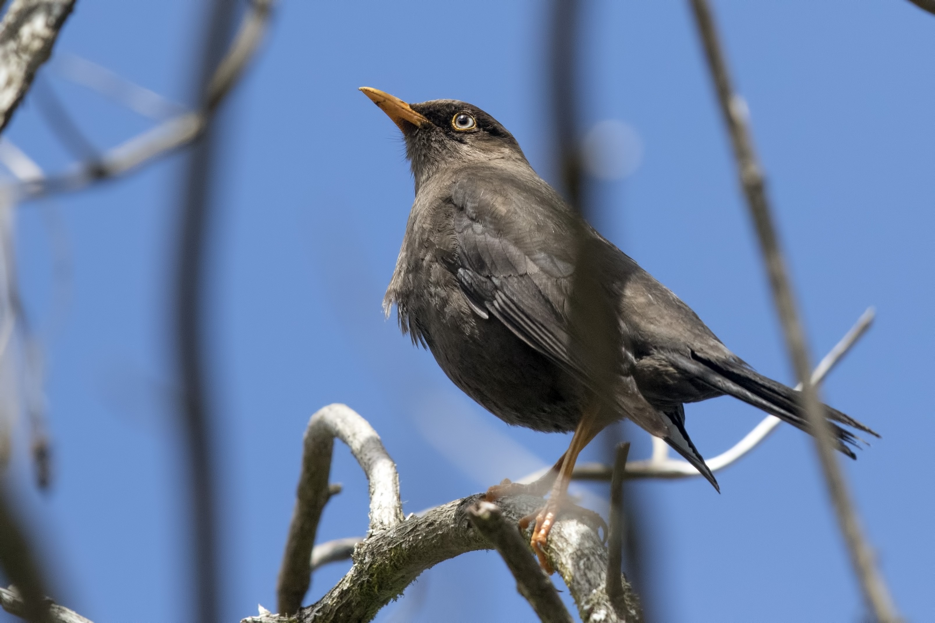 Sooty Thrush — Ana fotoğraf
