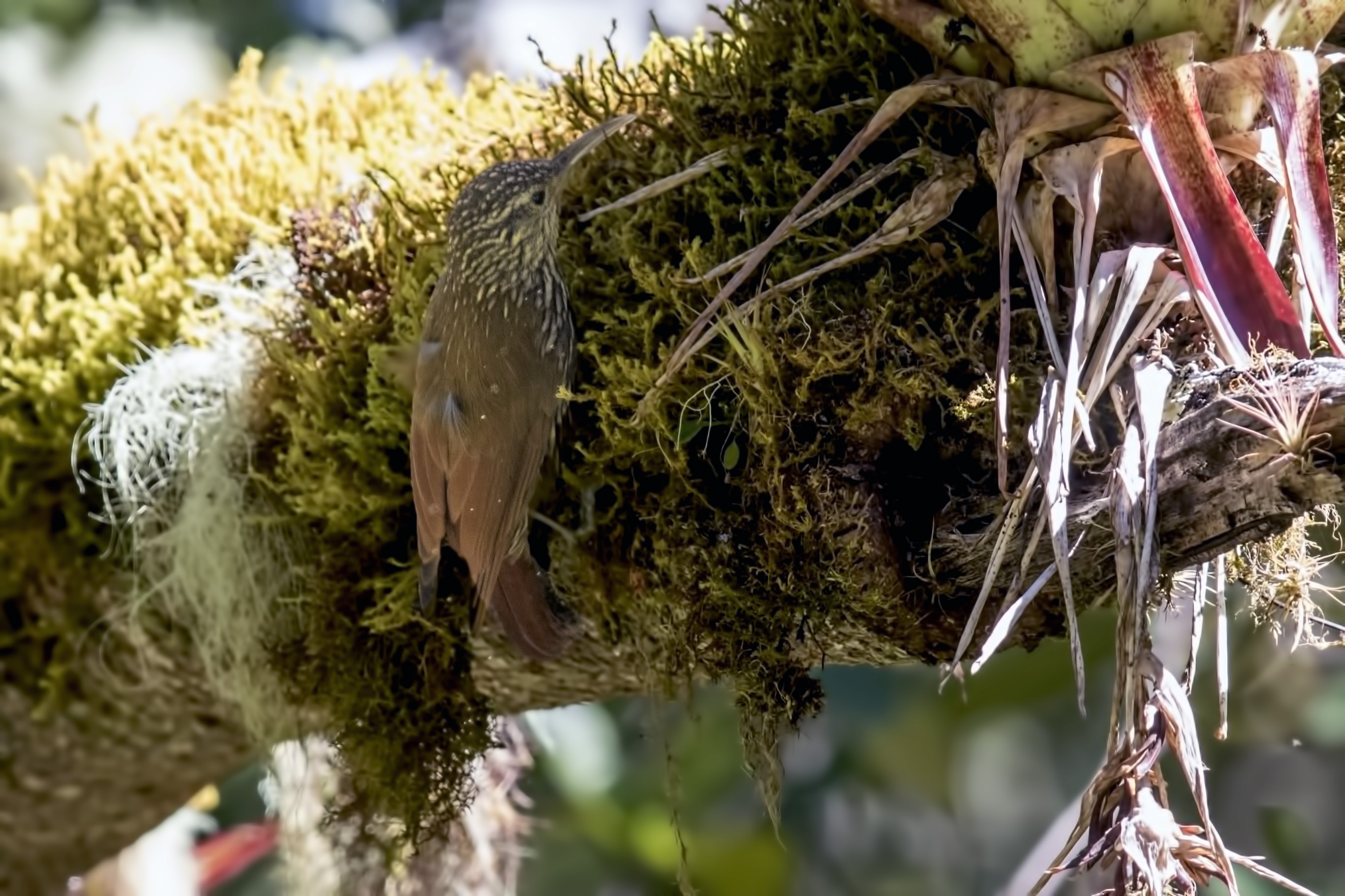 Spot-crowned Woodcreeper
