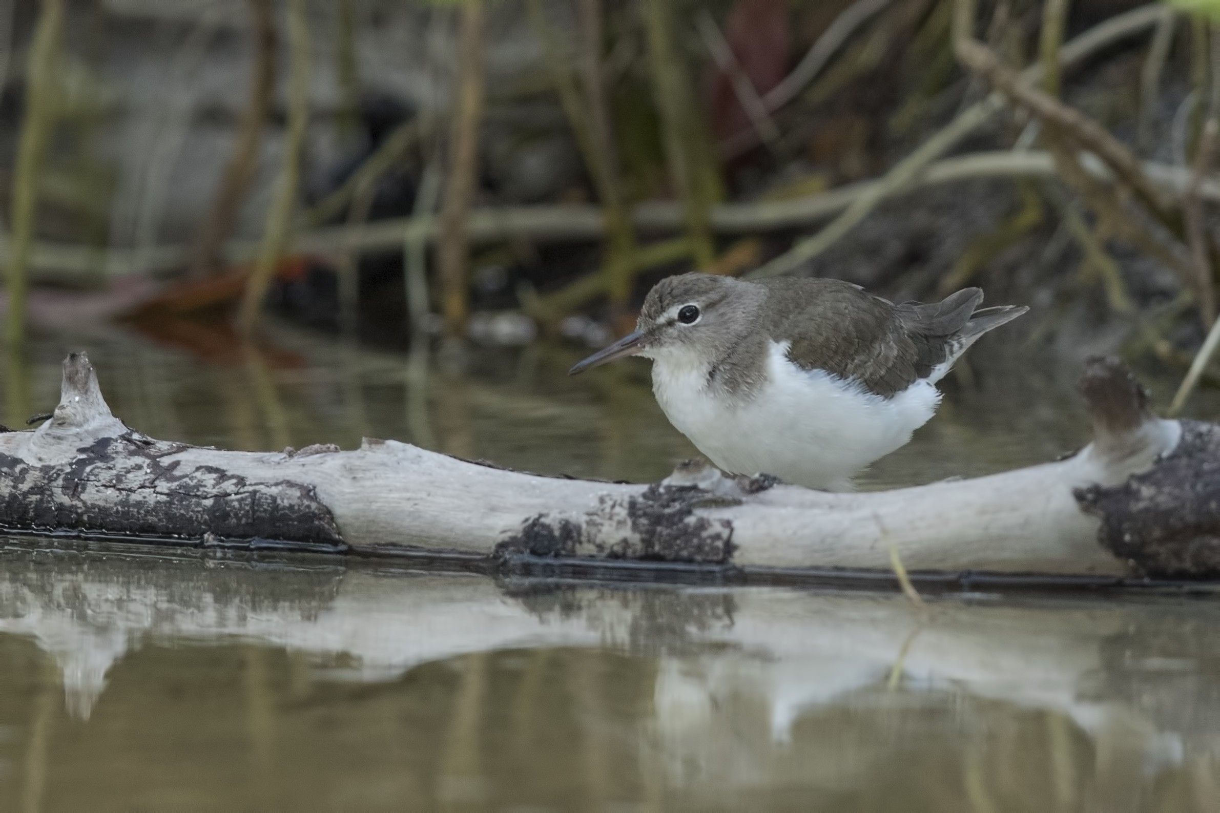 Spotted Sandpiper — Ana fotoğraf