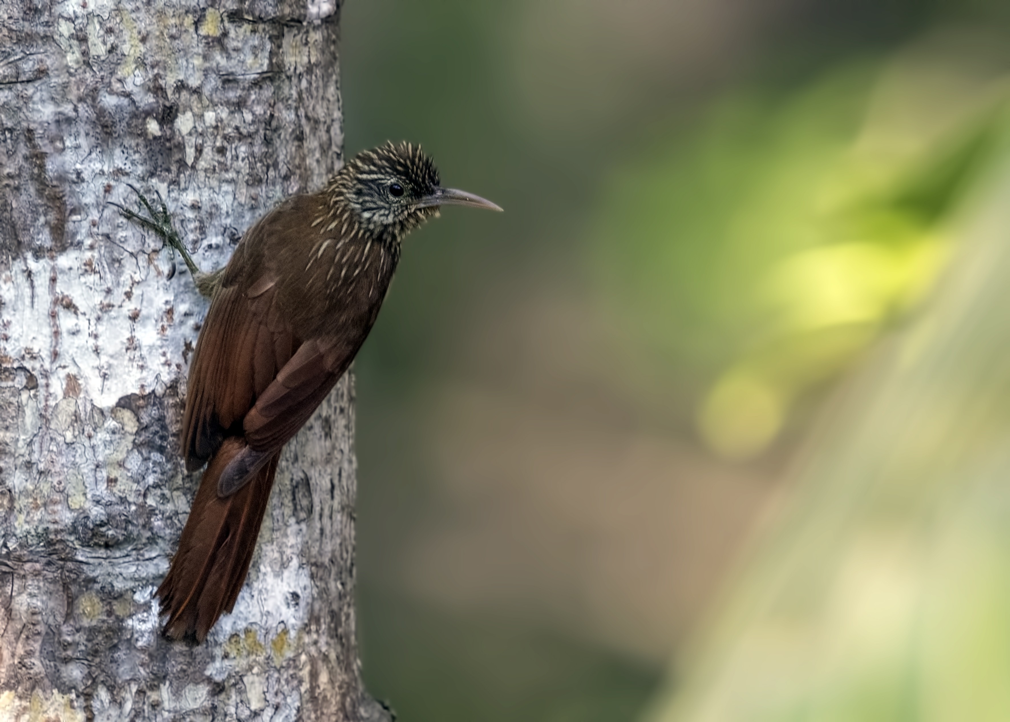 Streak-headed Woodcreeper