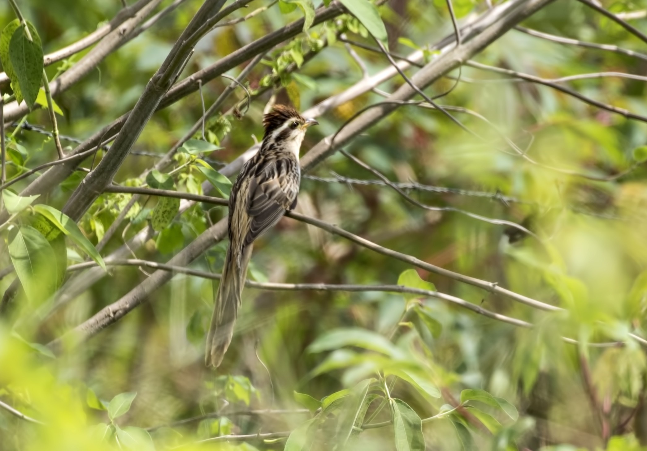 Striped Cuckoo — Ana fotoğraf