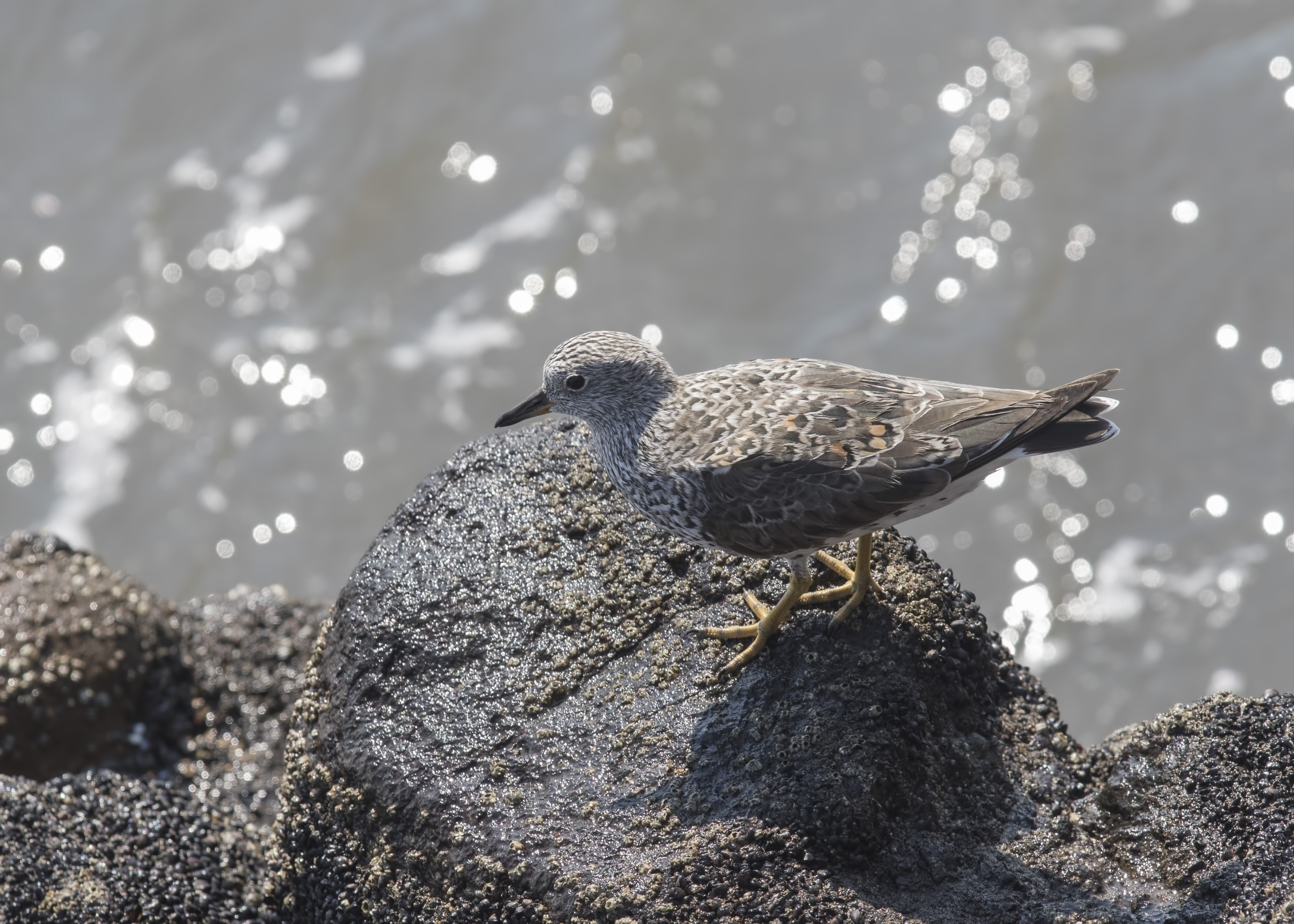 Surfbird — Ana fotoğraf