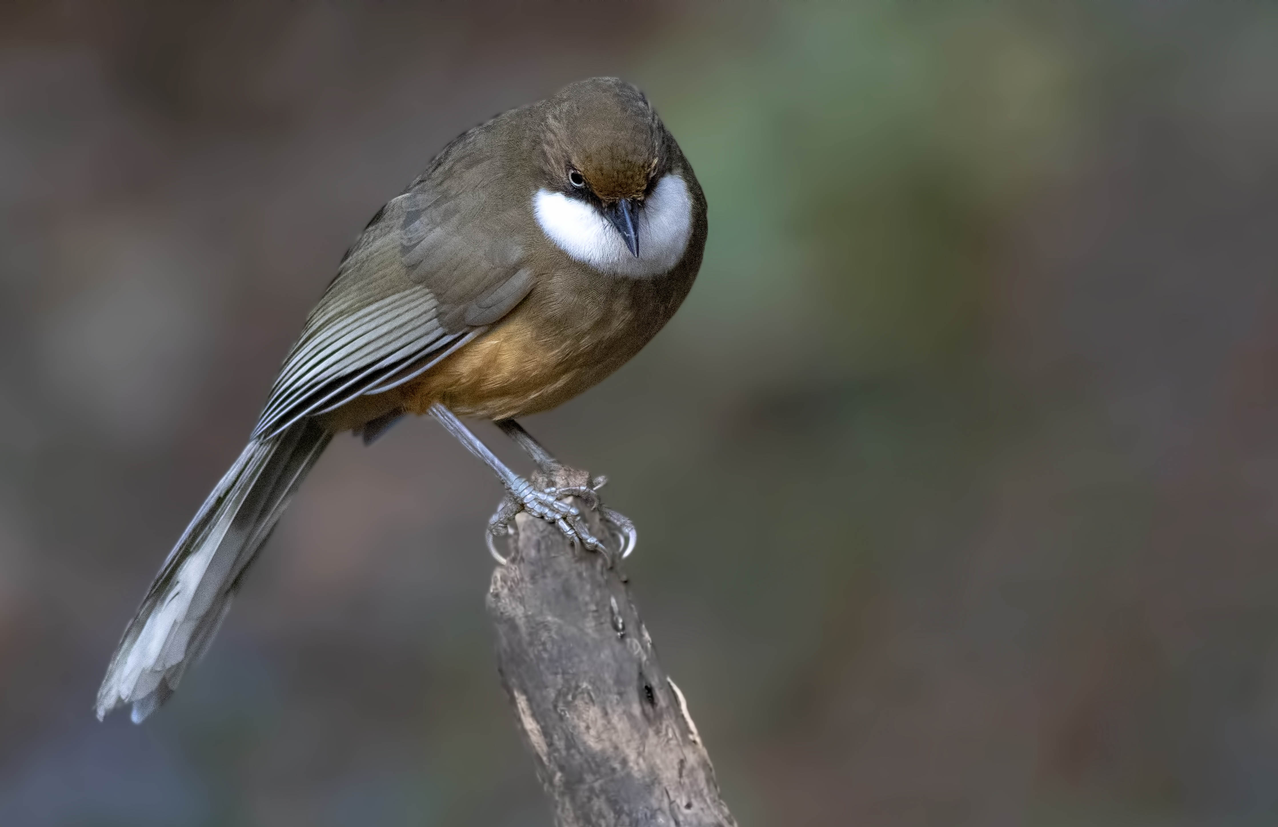 White-throated Laughingthrush — Ana fotoğraf