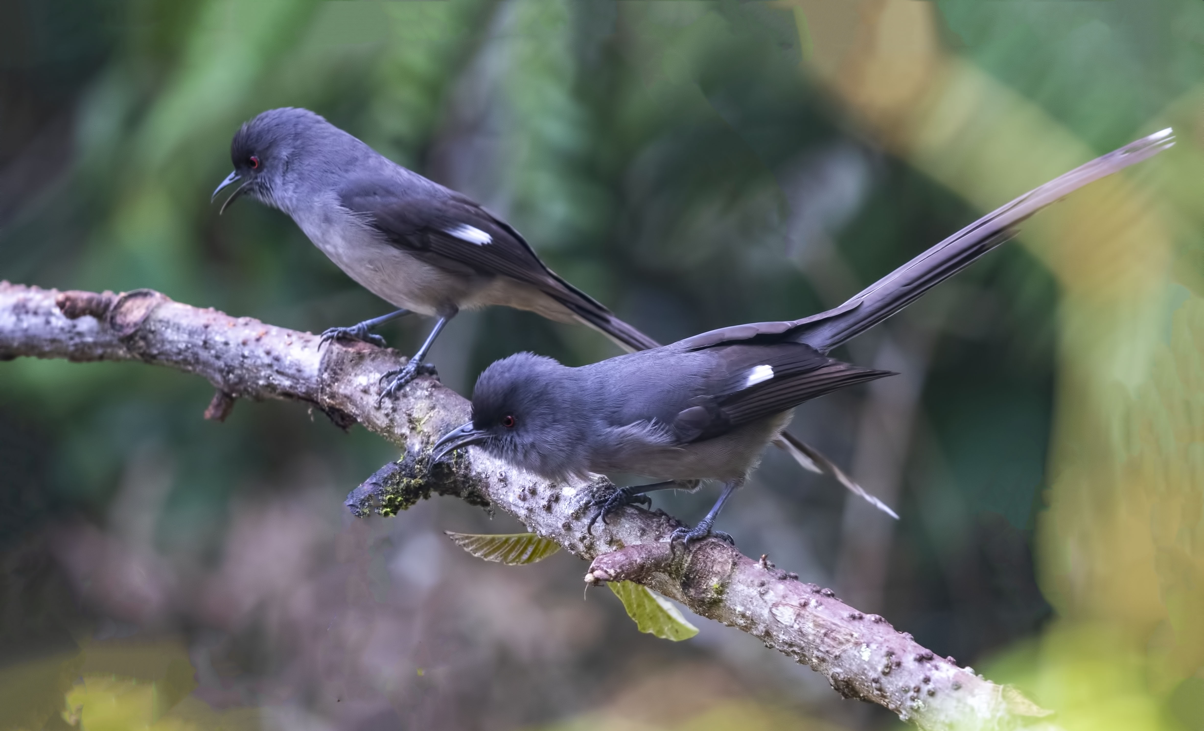 Long-tailed Sibia