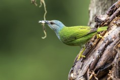 Red-legged Honeycreeper