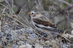 Snow Bunting