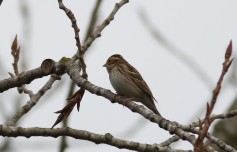 Rustic Bunting
