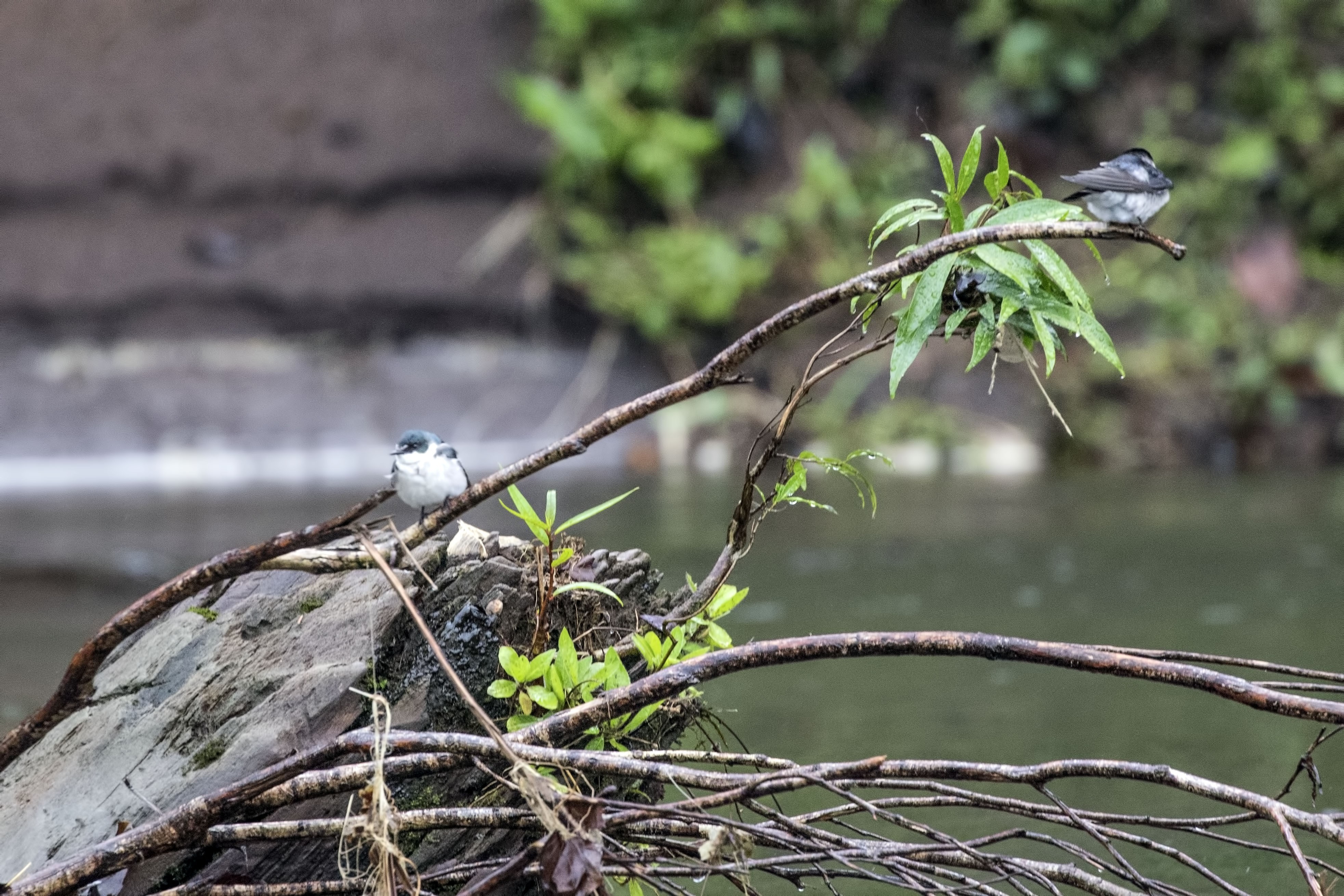 Tree Swallow