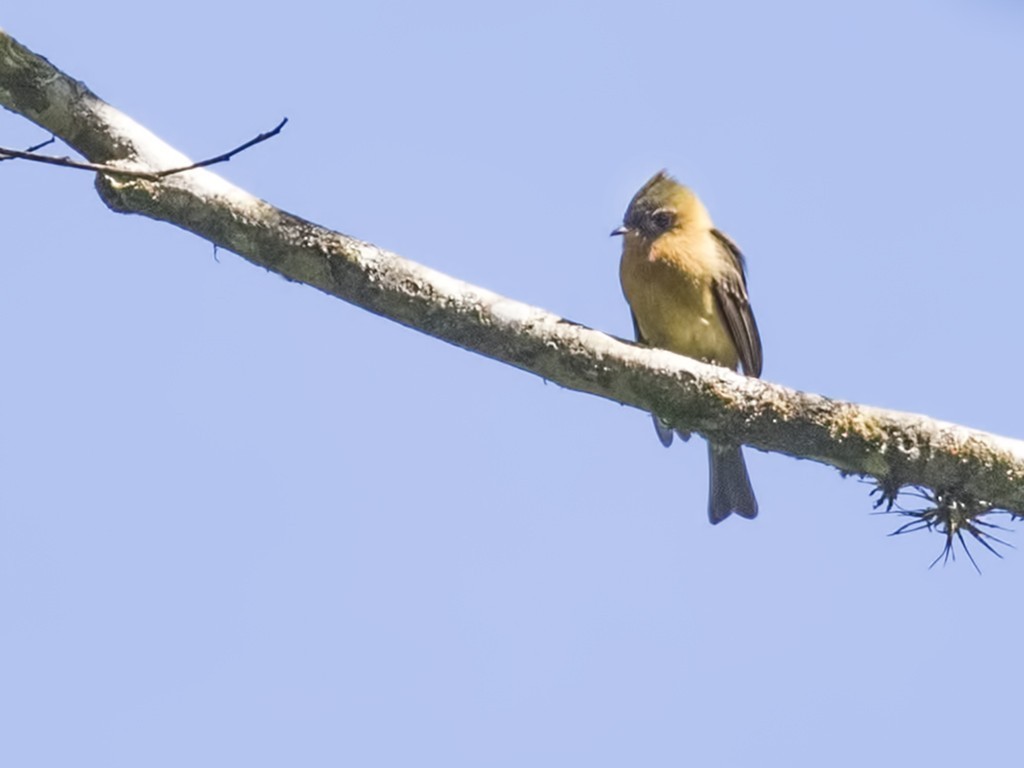 Tufted Flycatcher
