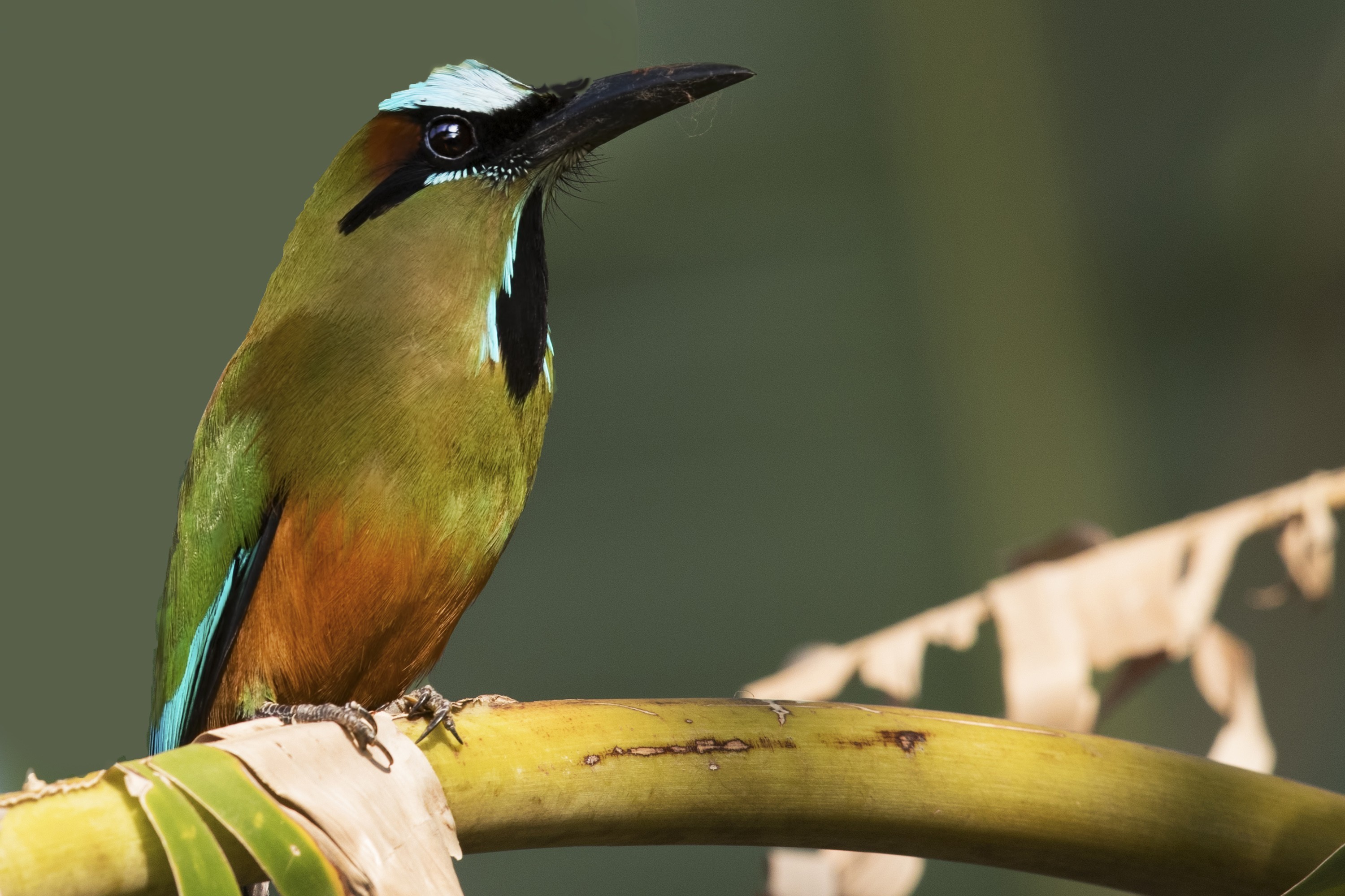 Turquoise-browed Motmot — Ana fotoğraf