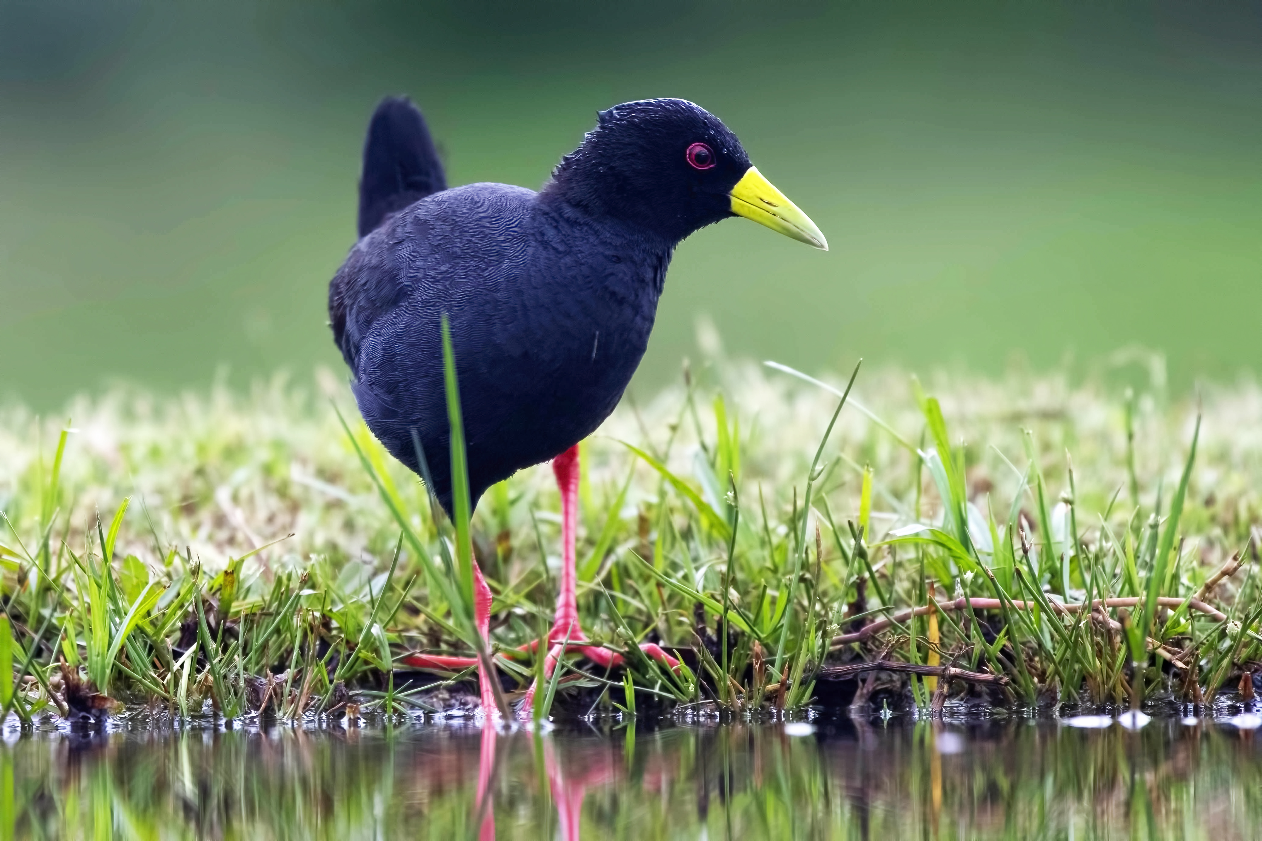 Black Crake
