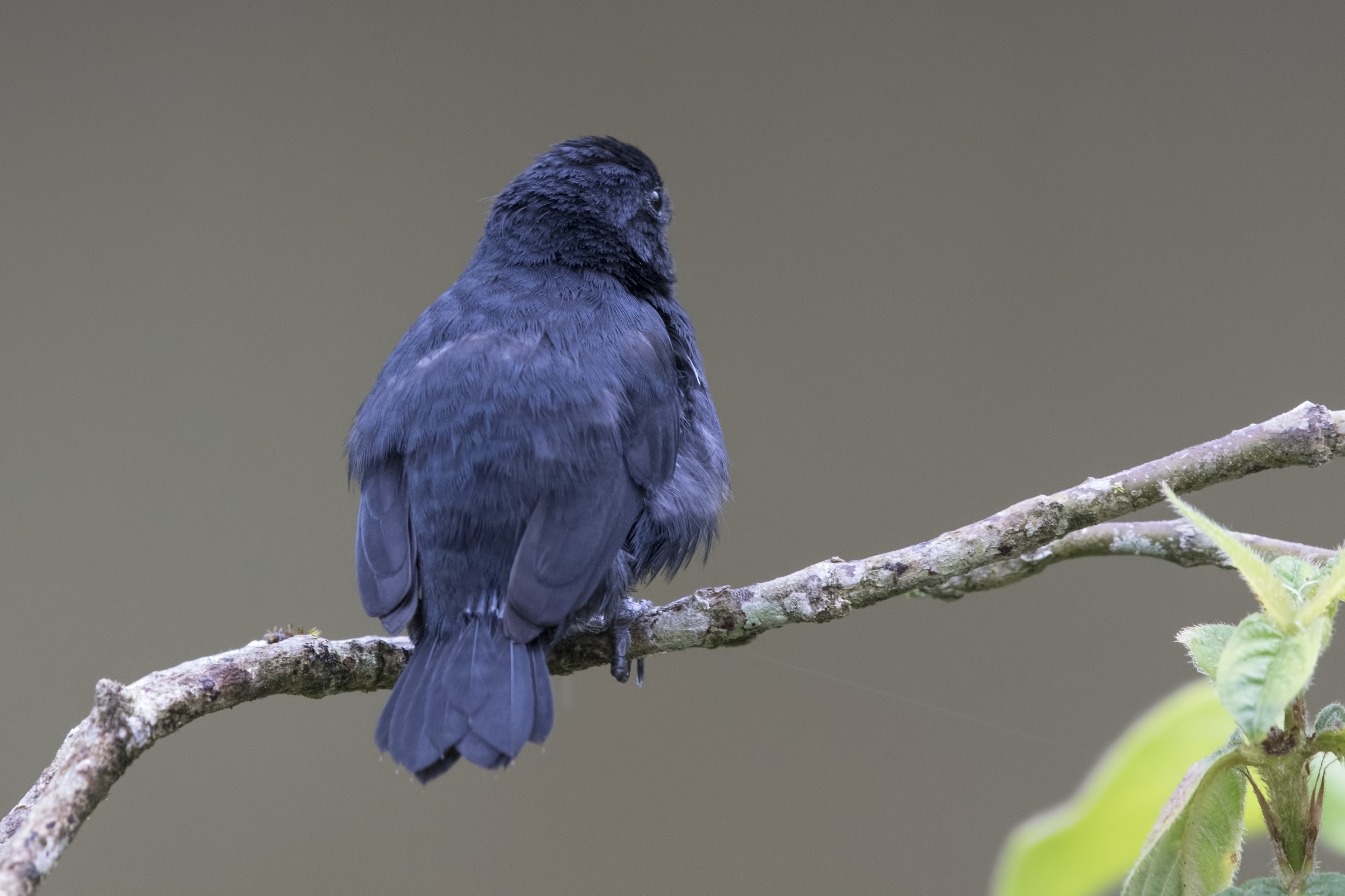 Variable Seedeater — Ana fotoğraf