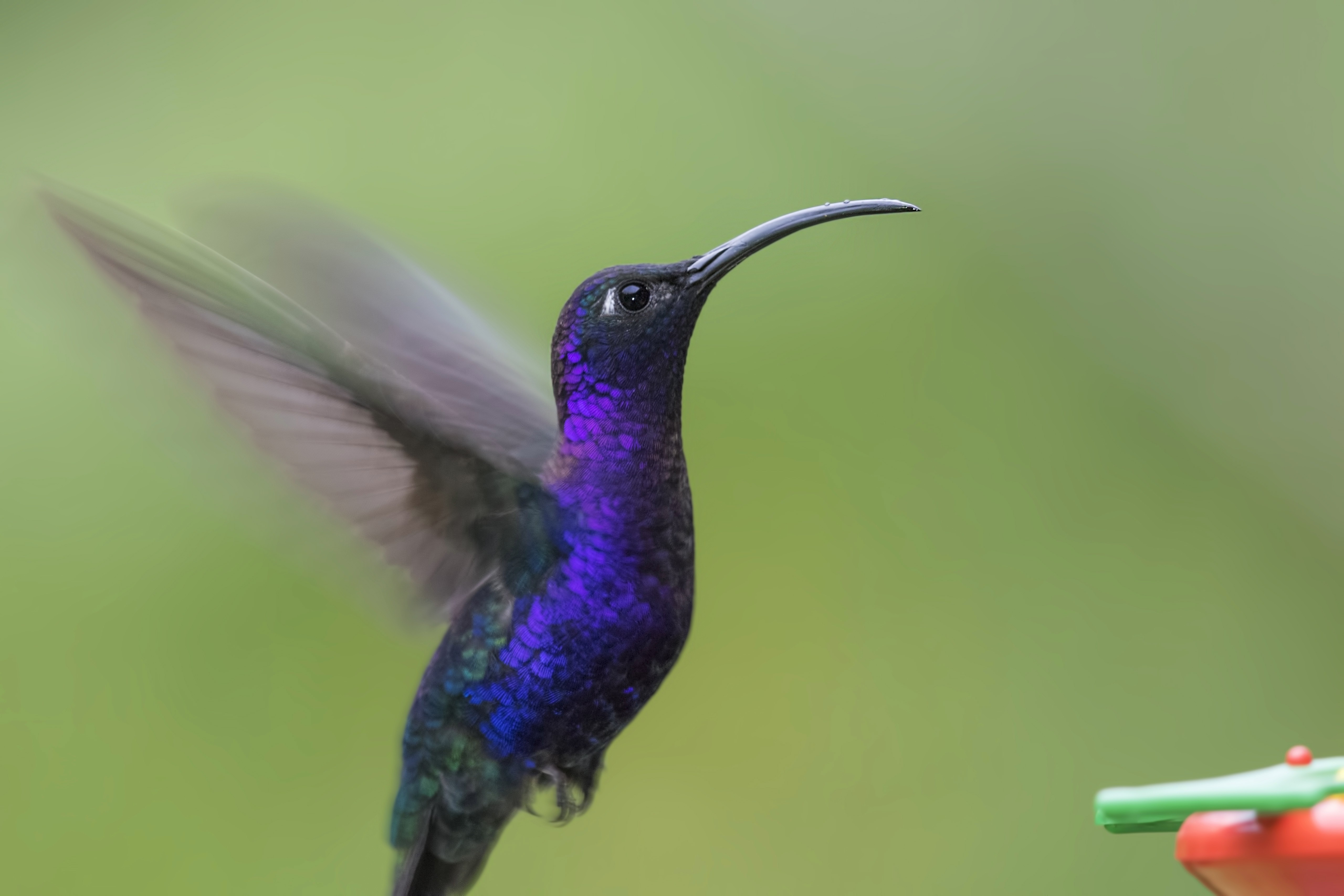 Violet Sabrewing — Ana fotoğraf