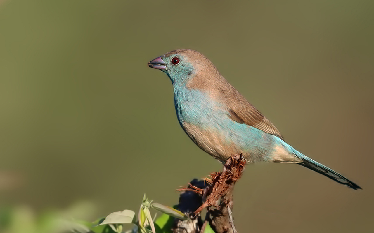 Southern Cordonbleu