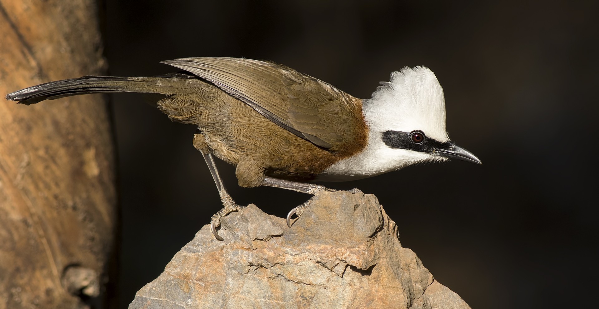 White-crested Laughingthrush