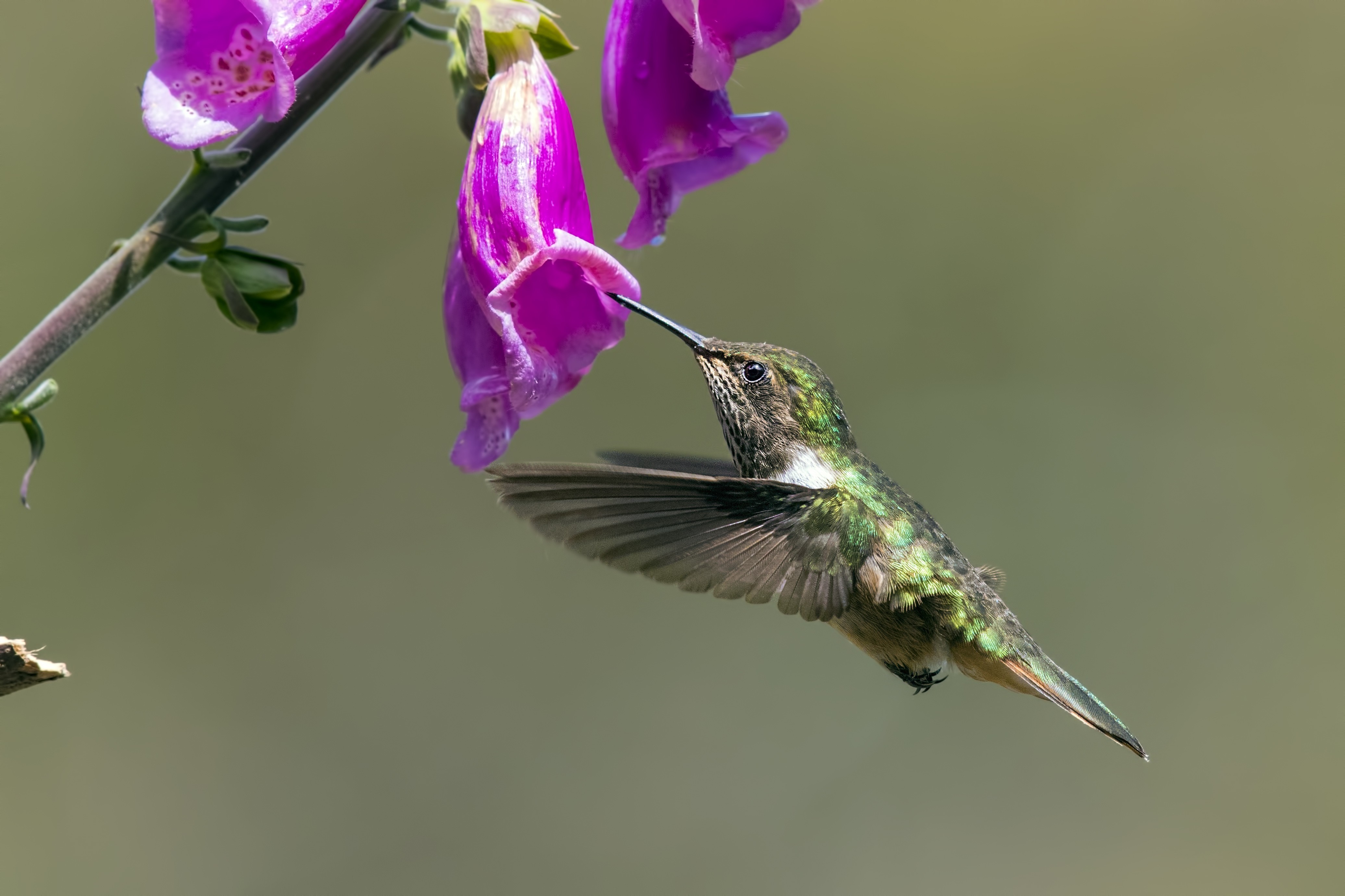 Volcano Hummingbird — Ana fotoğraf