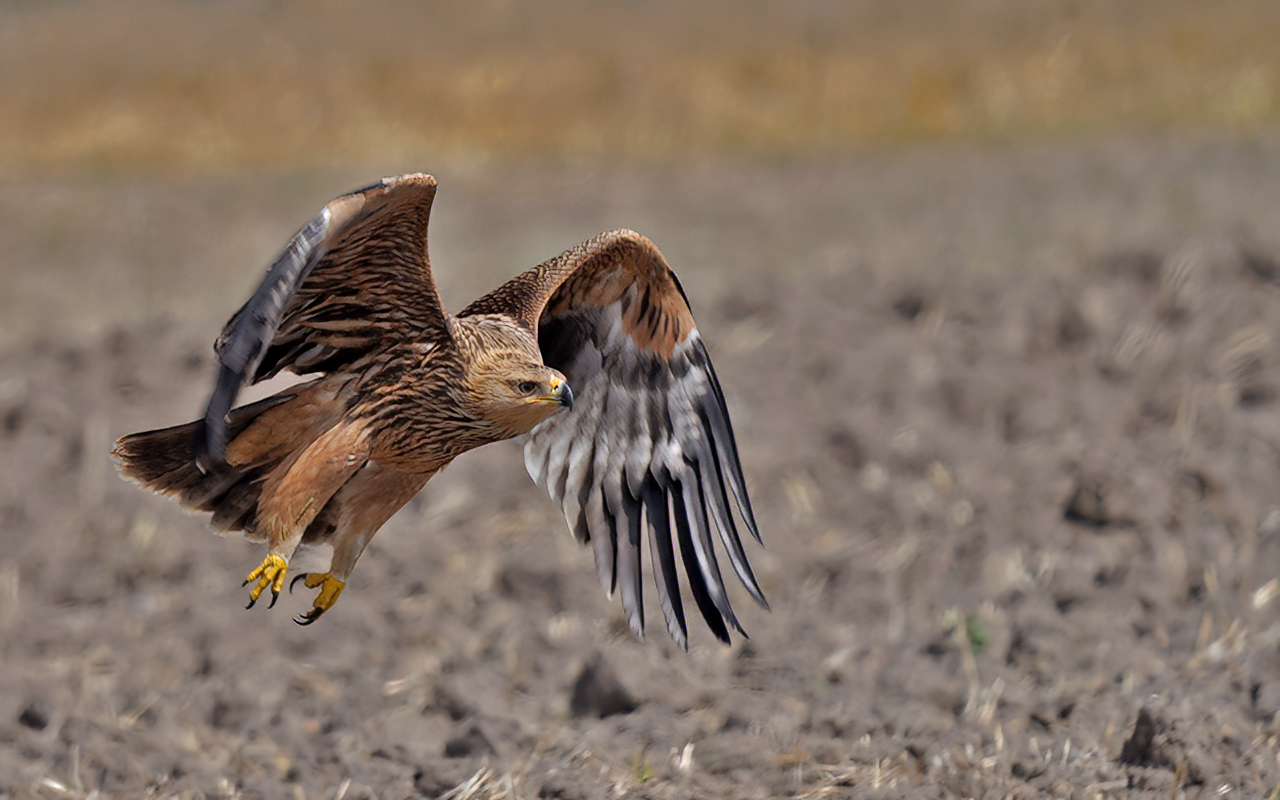 Imperial Eagle — Ana fotoğraf