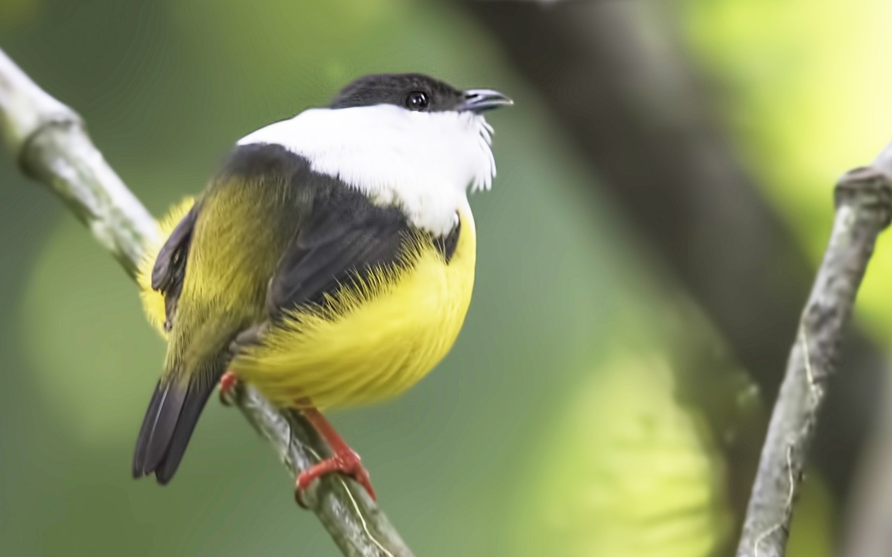 White-collared Manakin — Ana fotoğraf