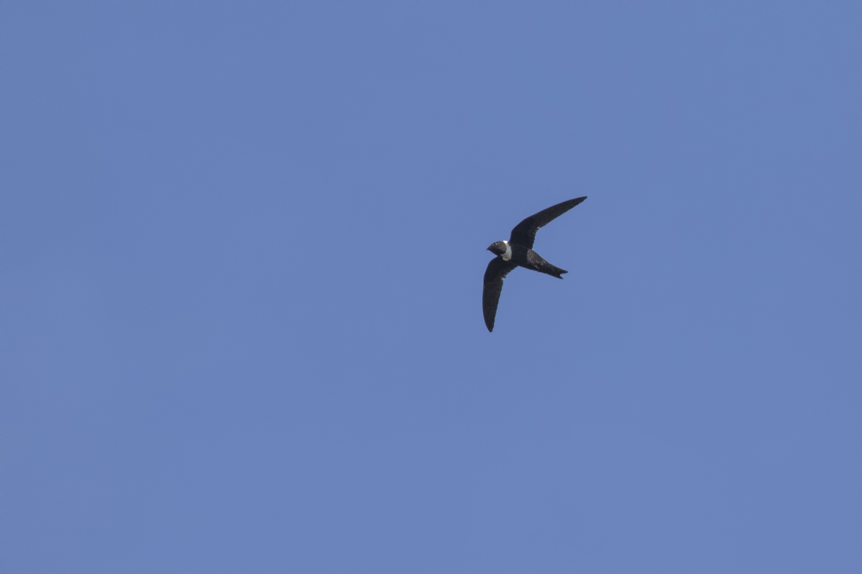 White-collared Swift — Ana fotoğraf