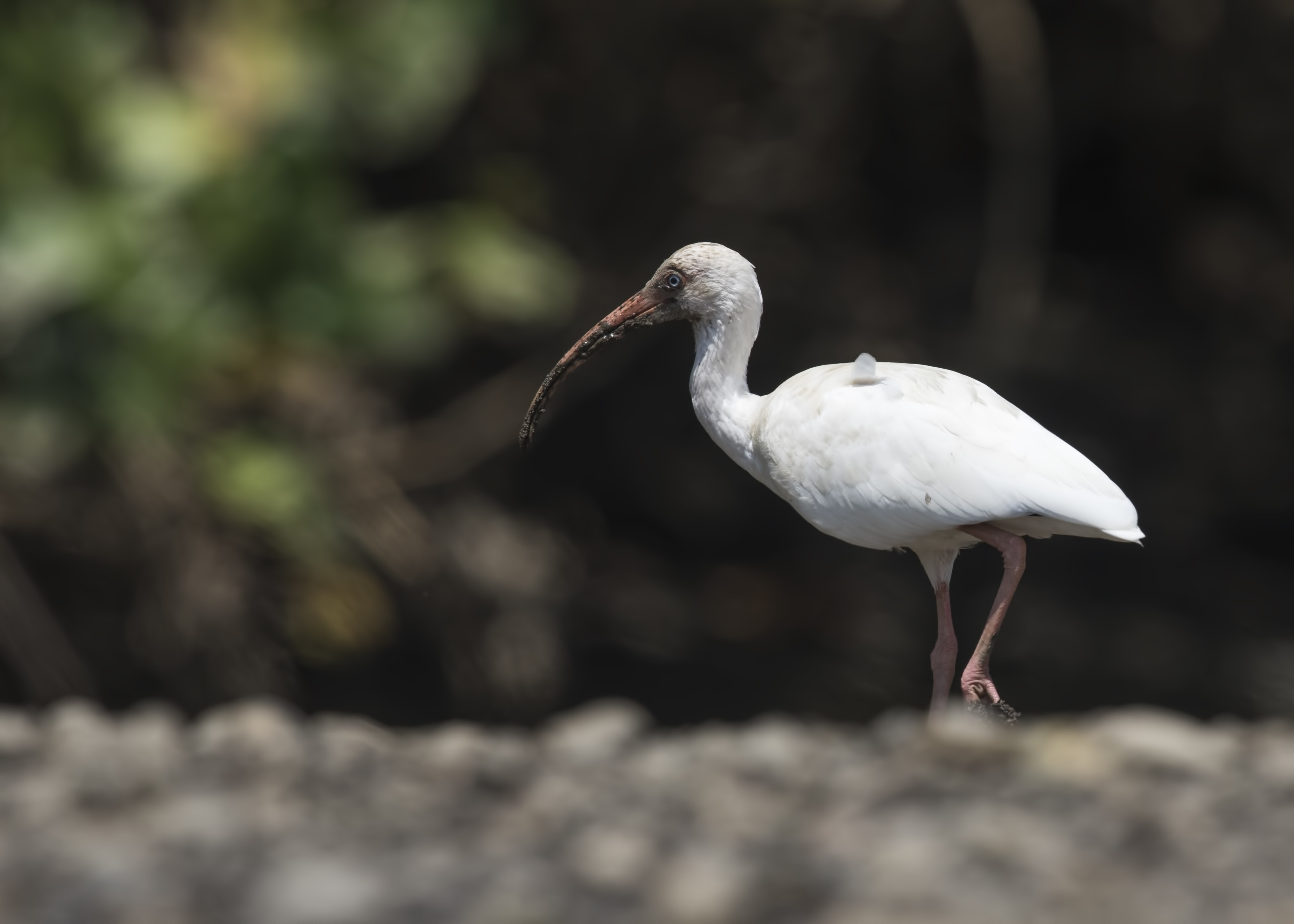 White Ibis