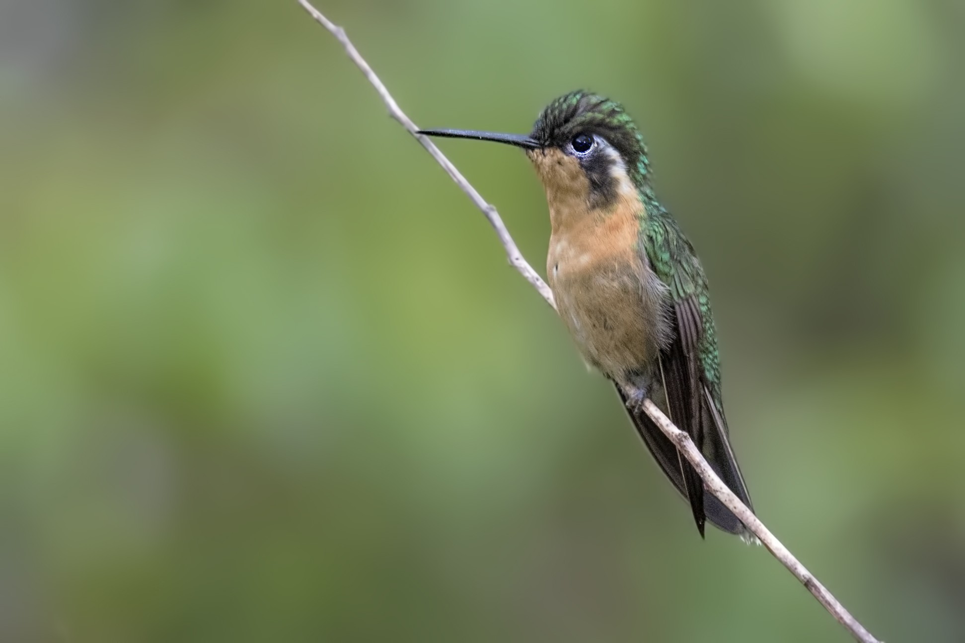 White-throated Mountain-gem