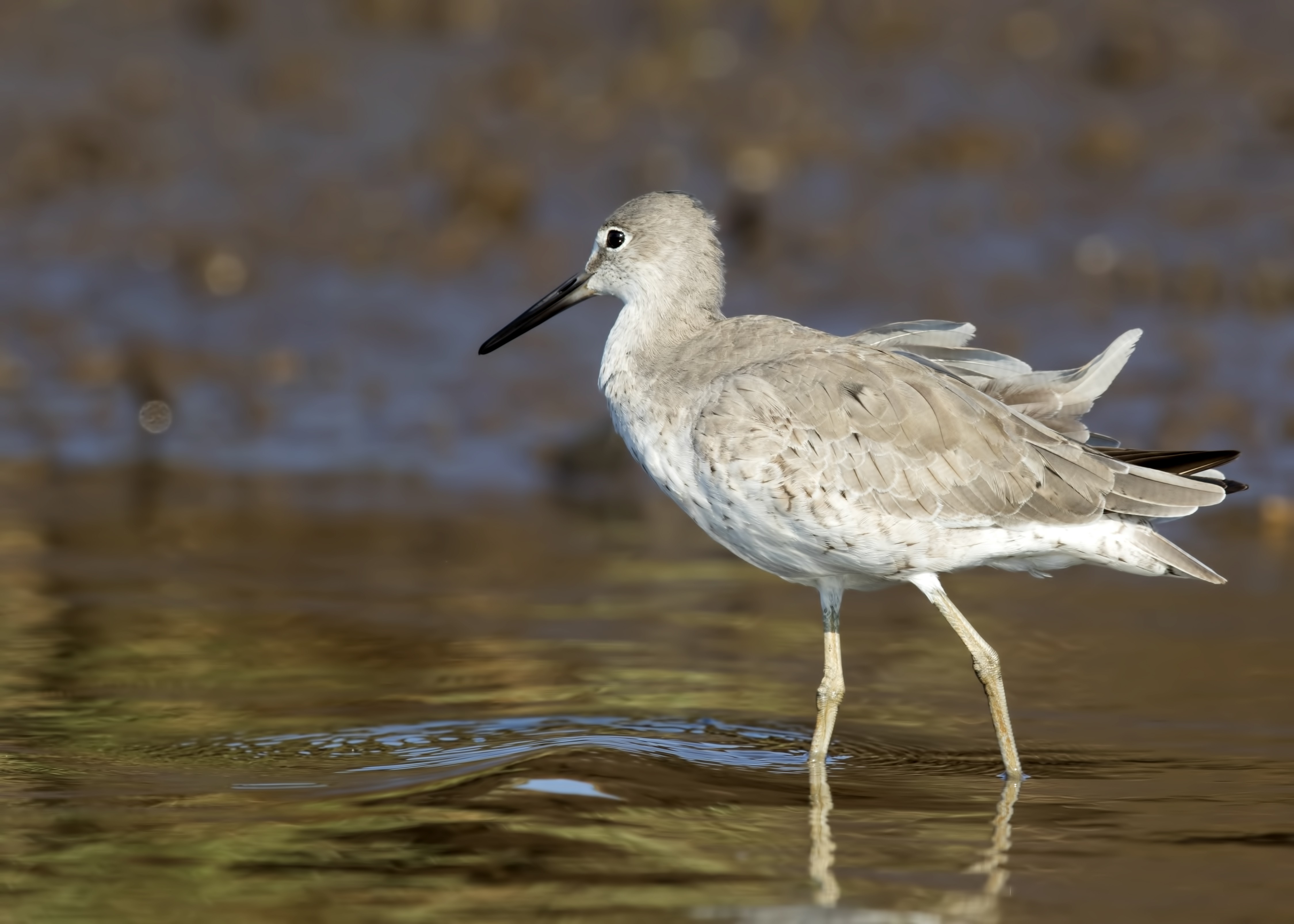 Willet — Ana fotoğraf