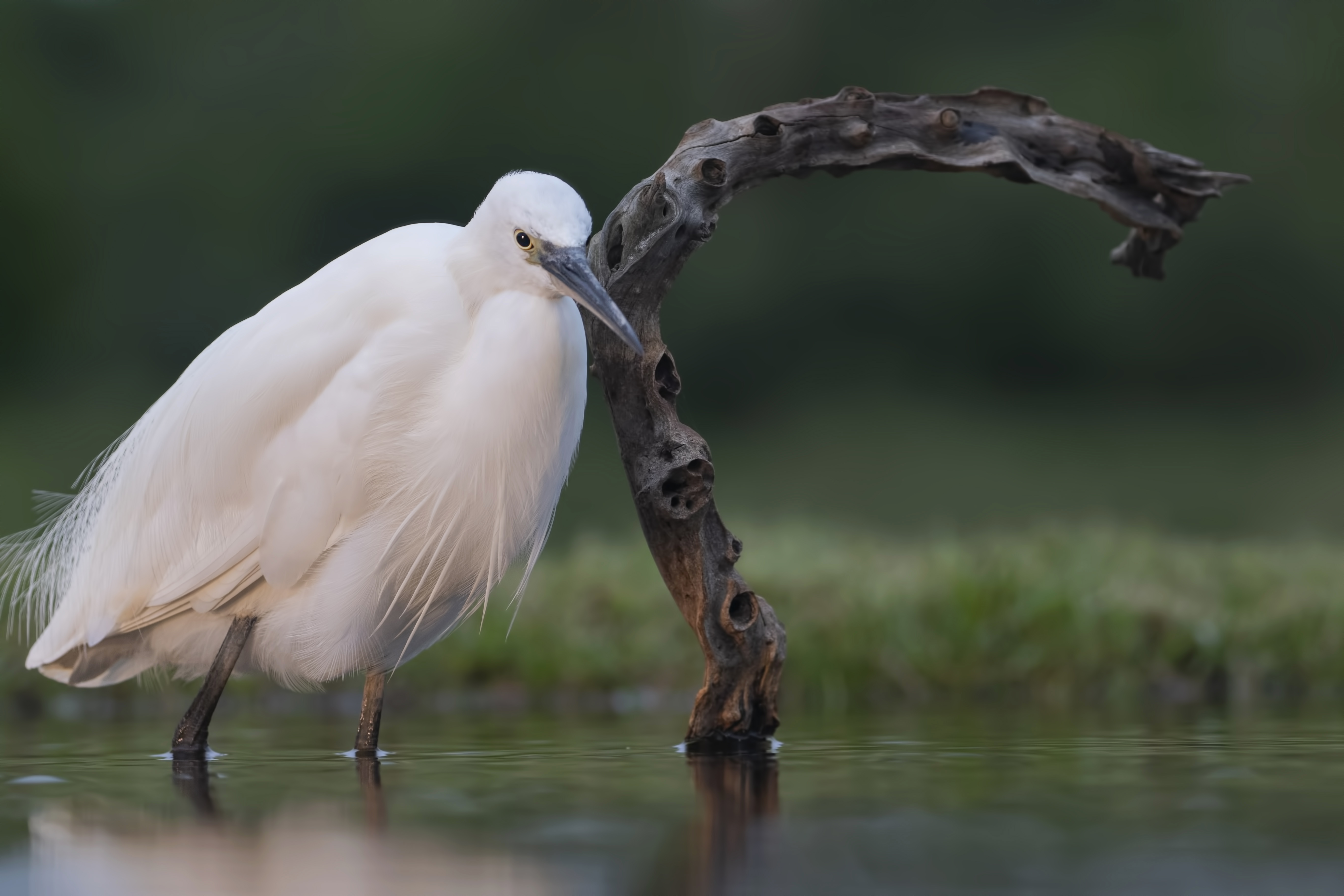 Little Egret