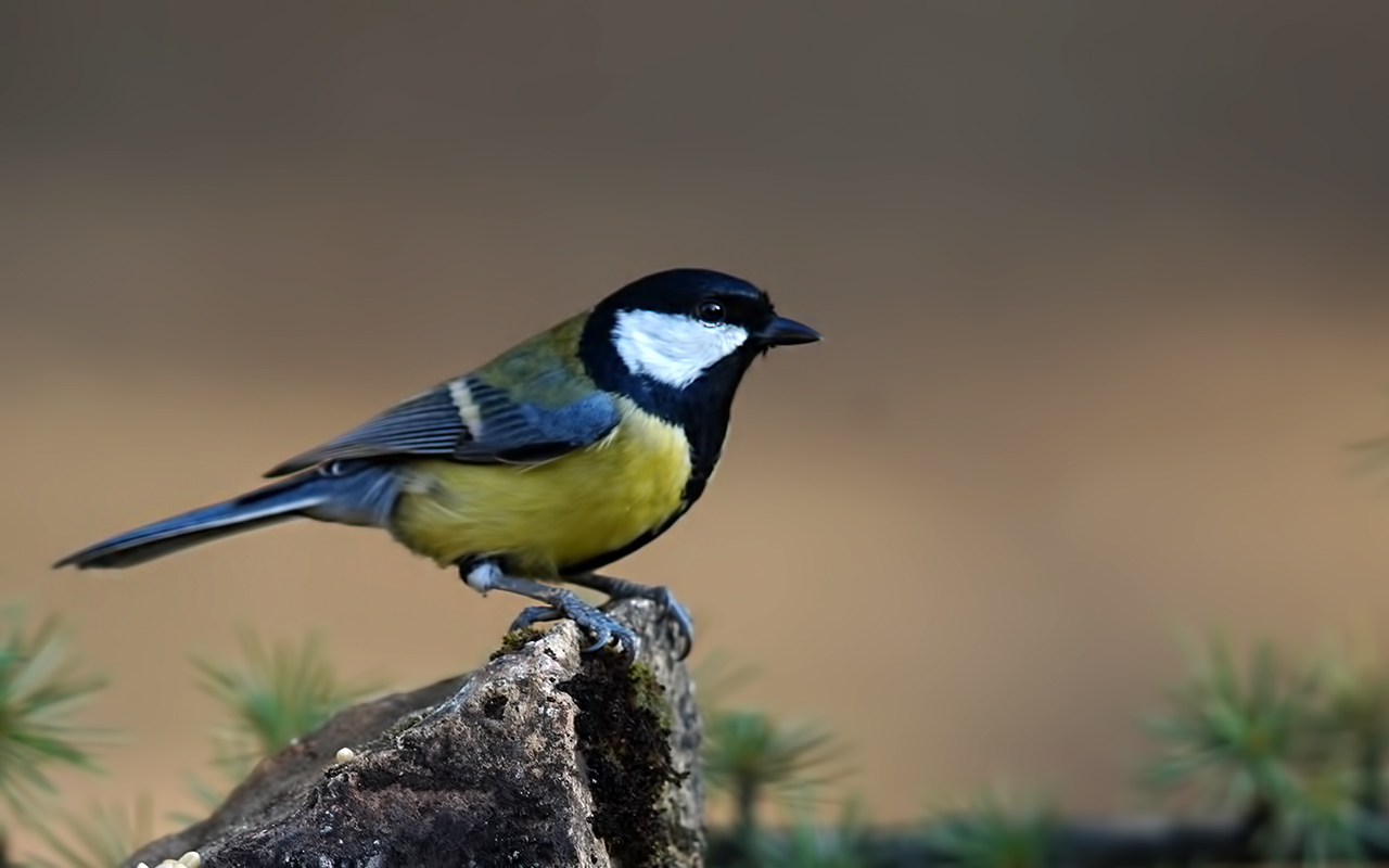 Great Tit