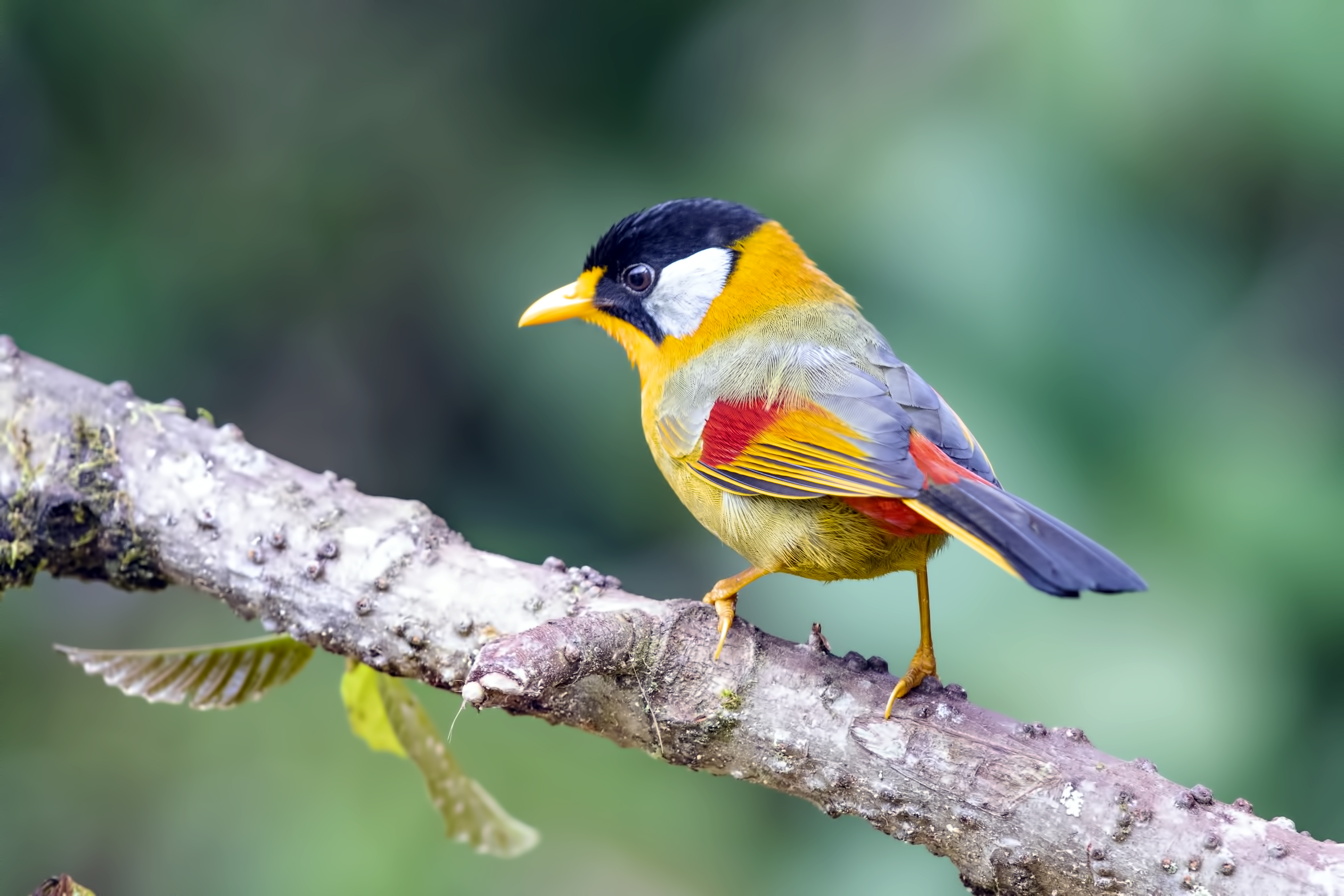 Silver-eared Mesia