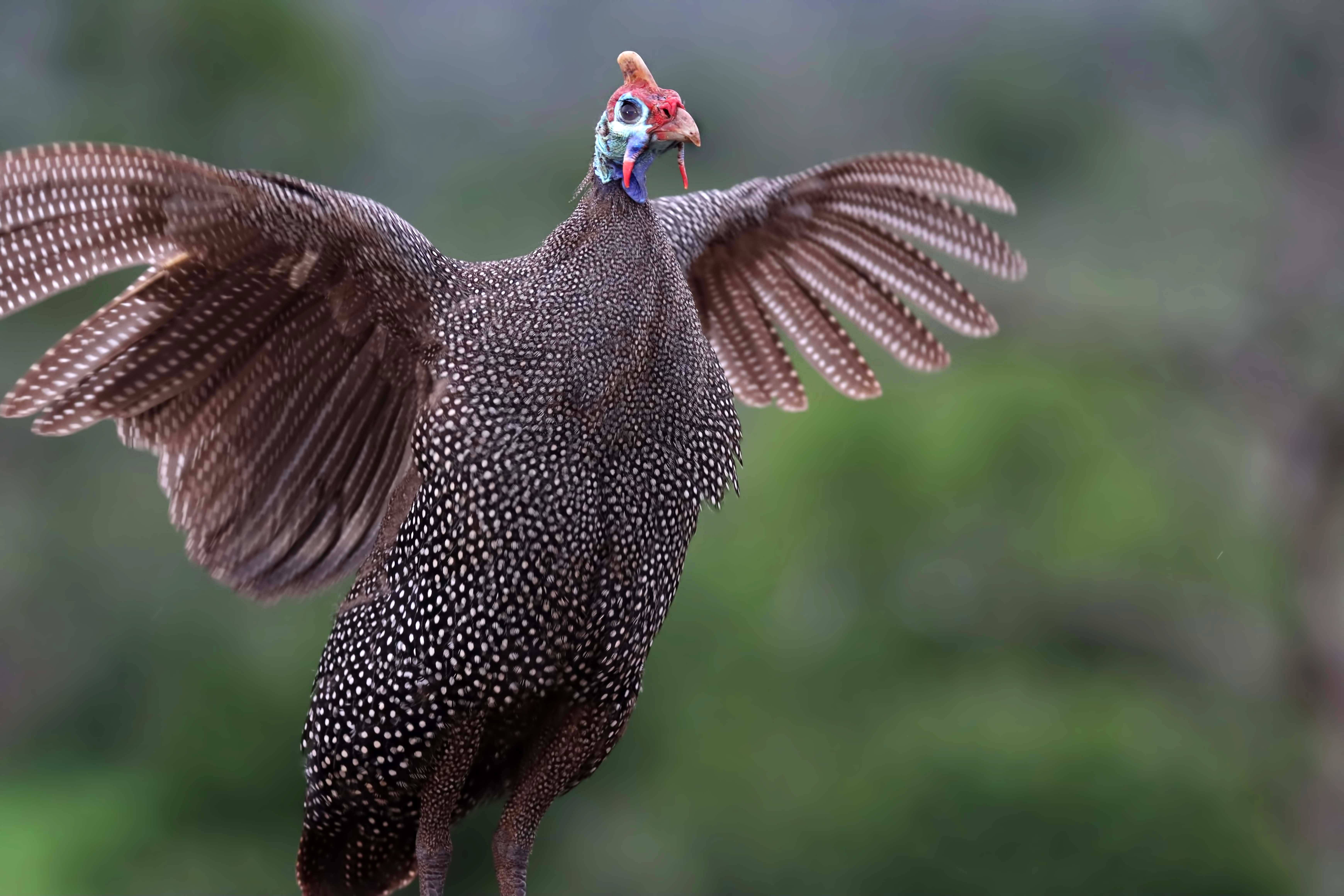 Helmeted Guineafowl — Ana fotoğraf