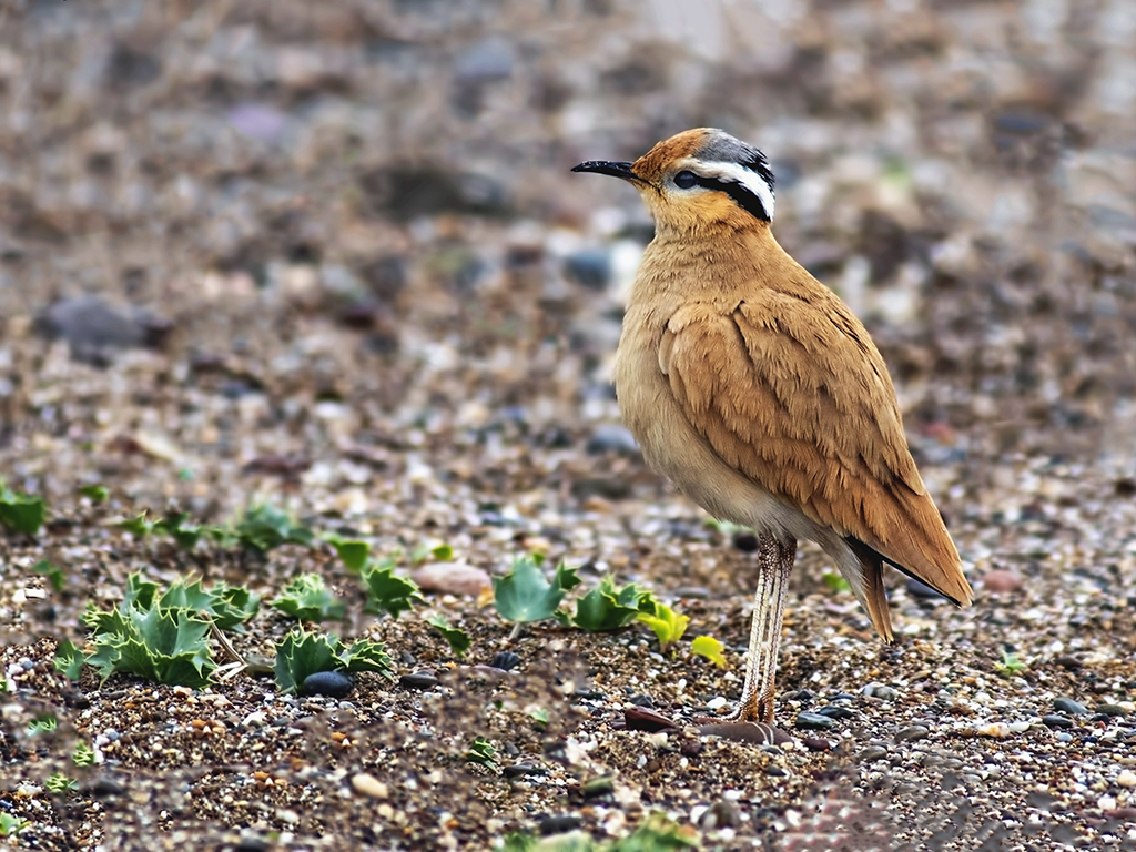 Cream-colored Courser