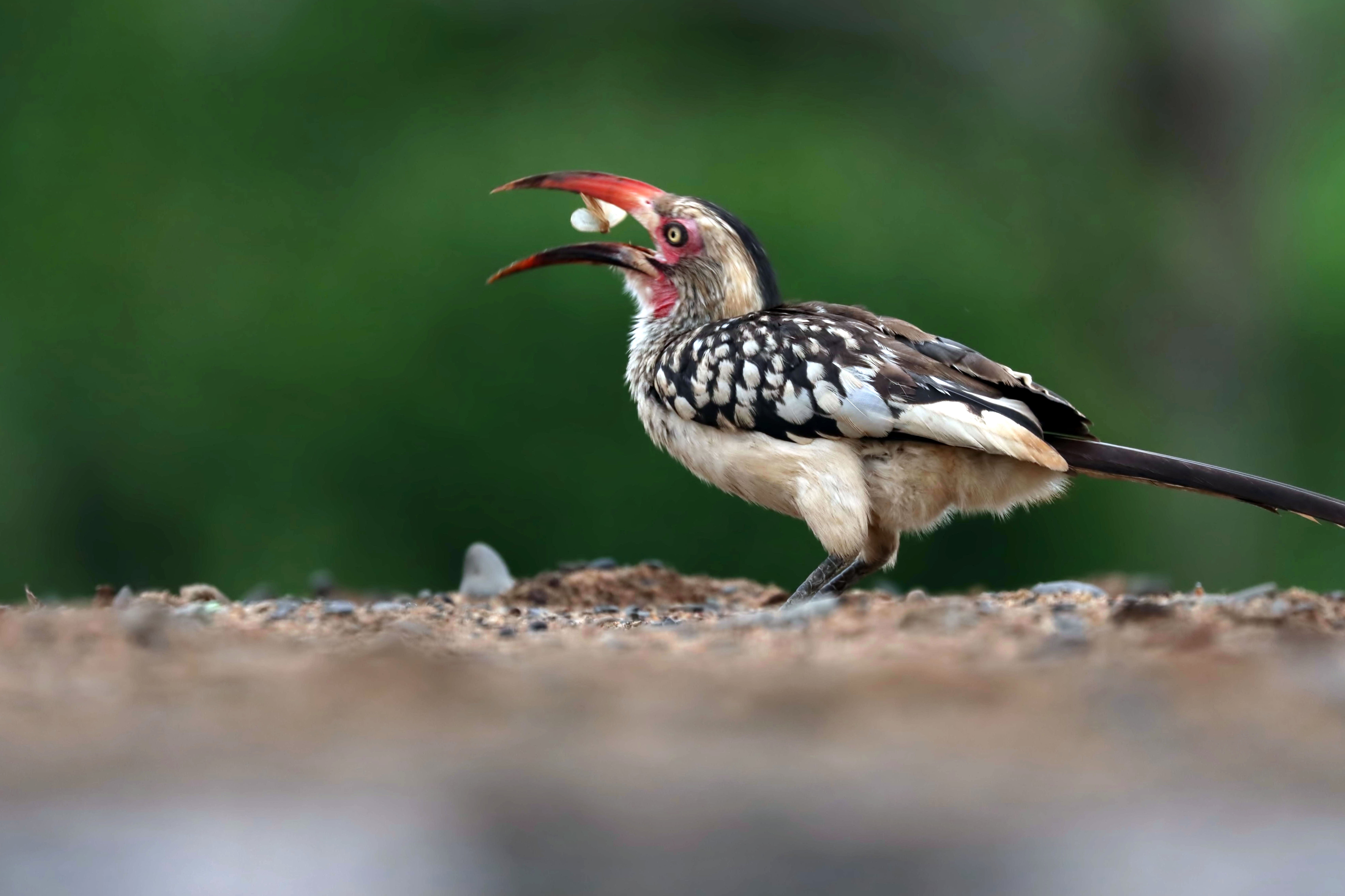Southern Red-billed Hornbill