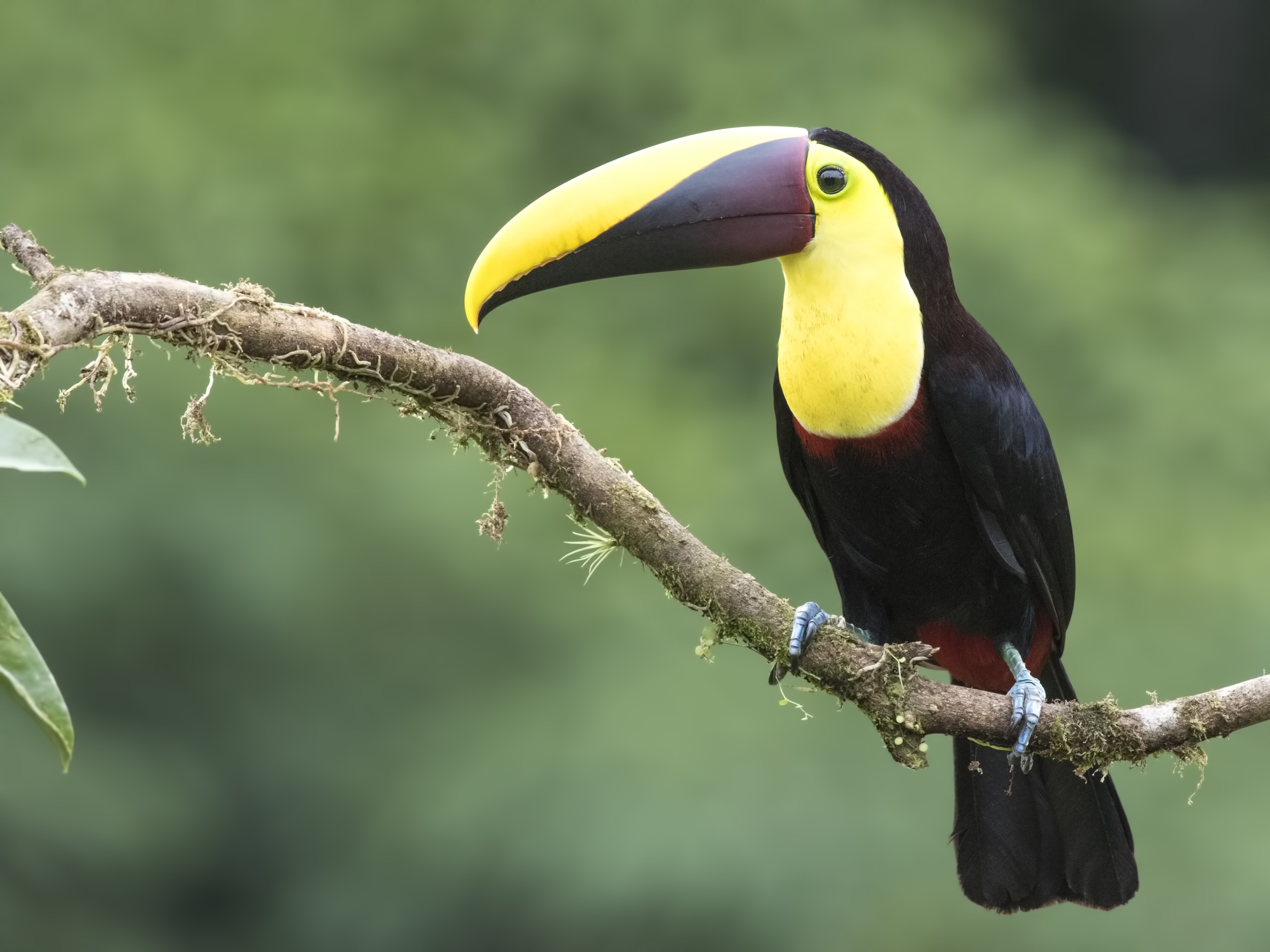 Yellow-throated Toucan