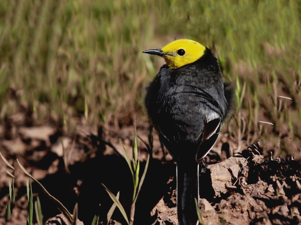 Citrine Wagtail