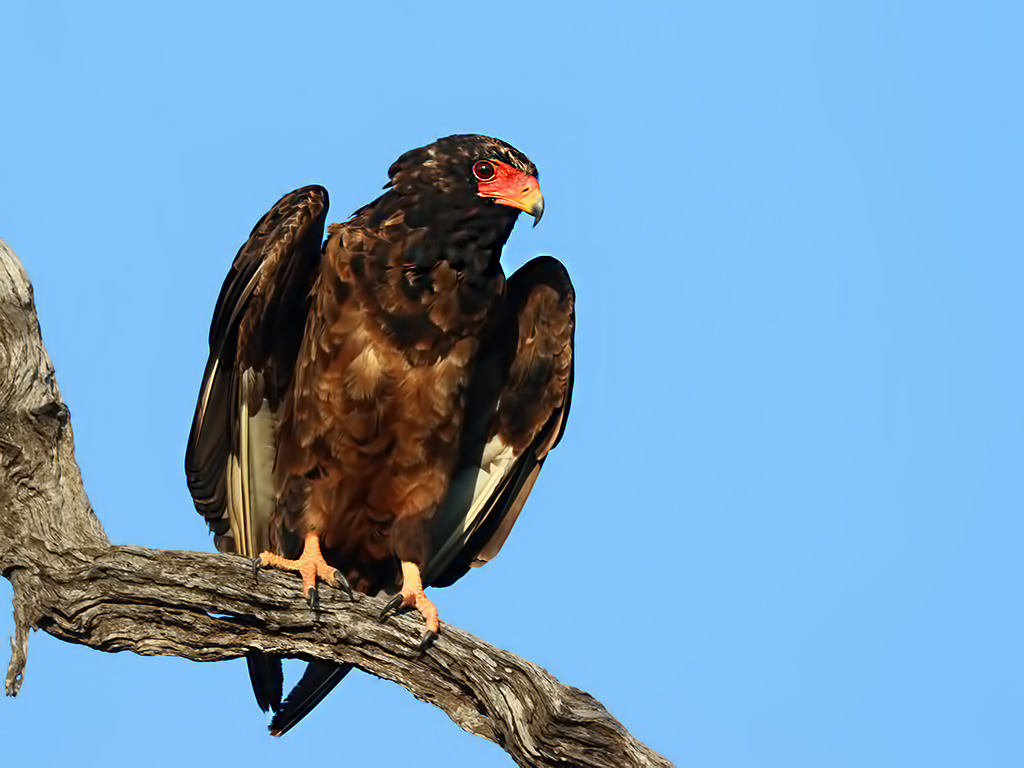 Bateleur