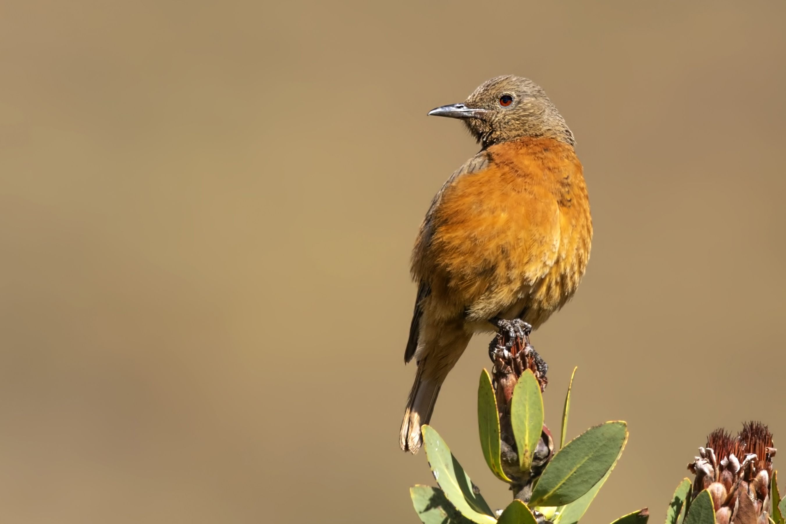Cape Rock-Thrush