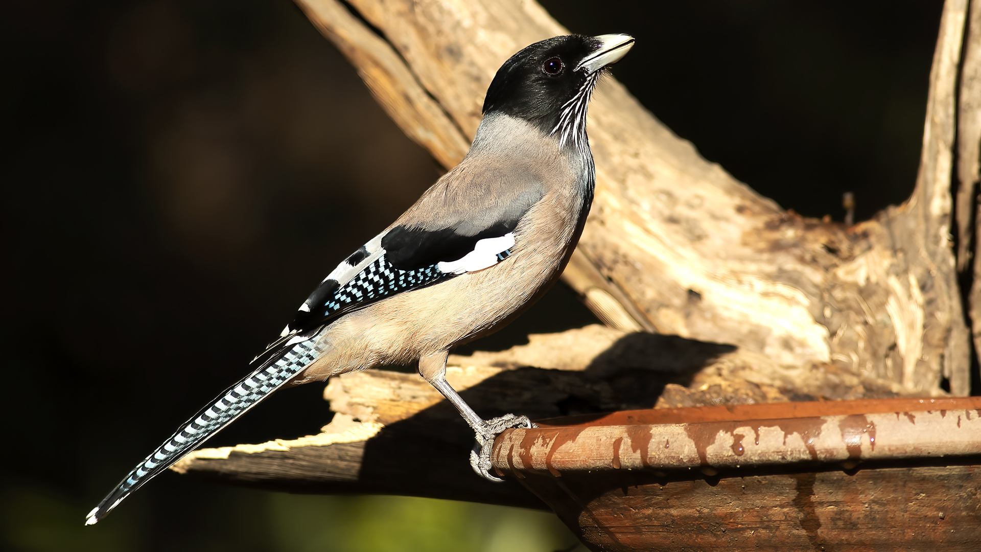 Black-headed Jay