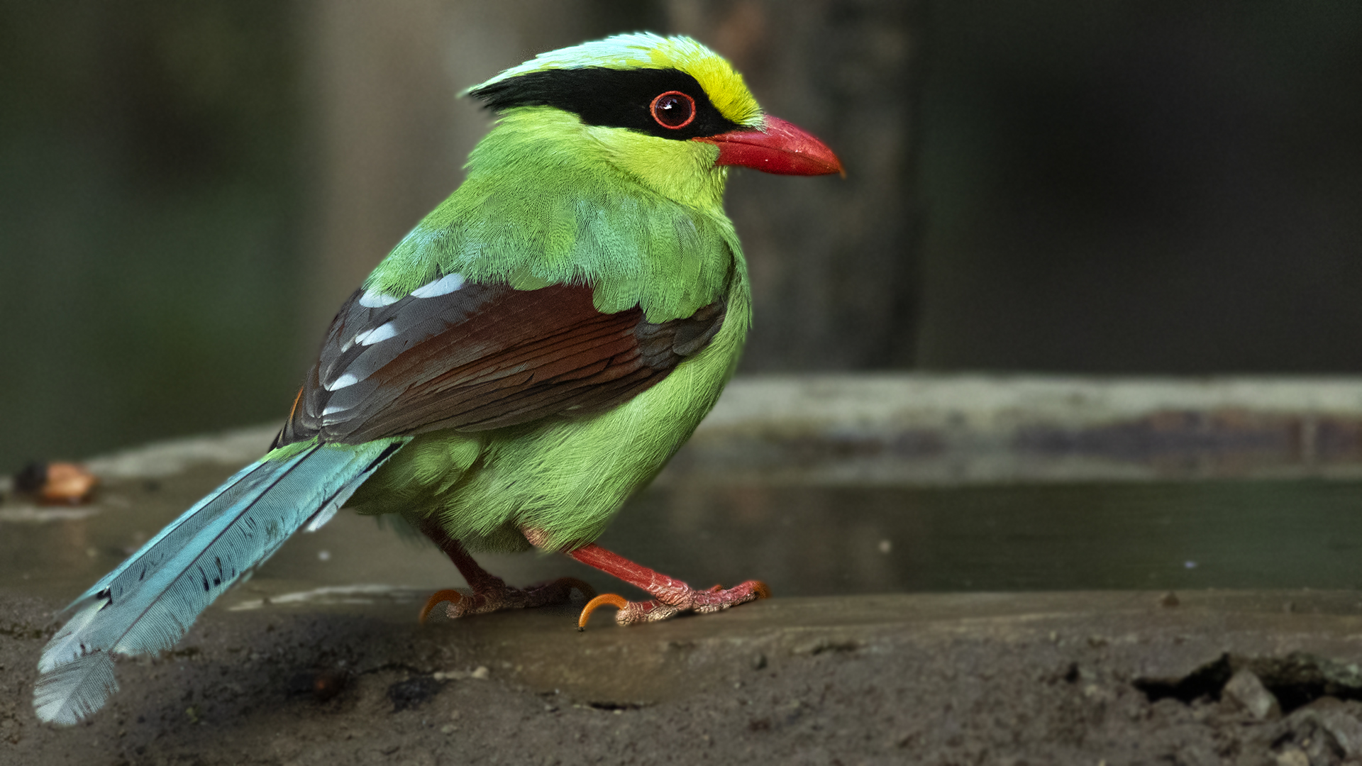Common Green-Magpie