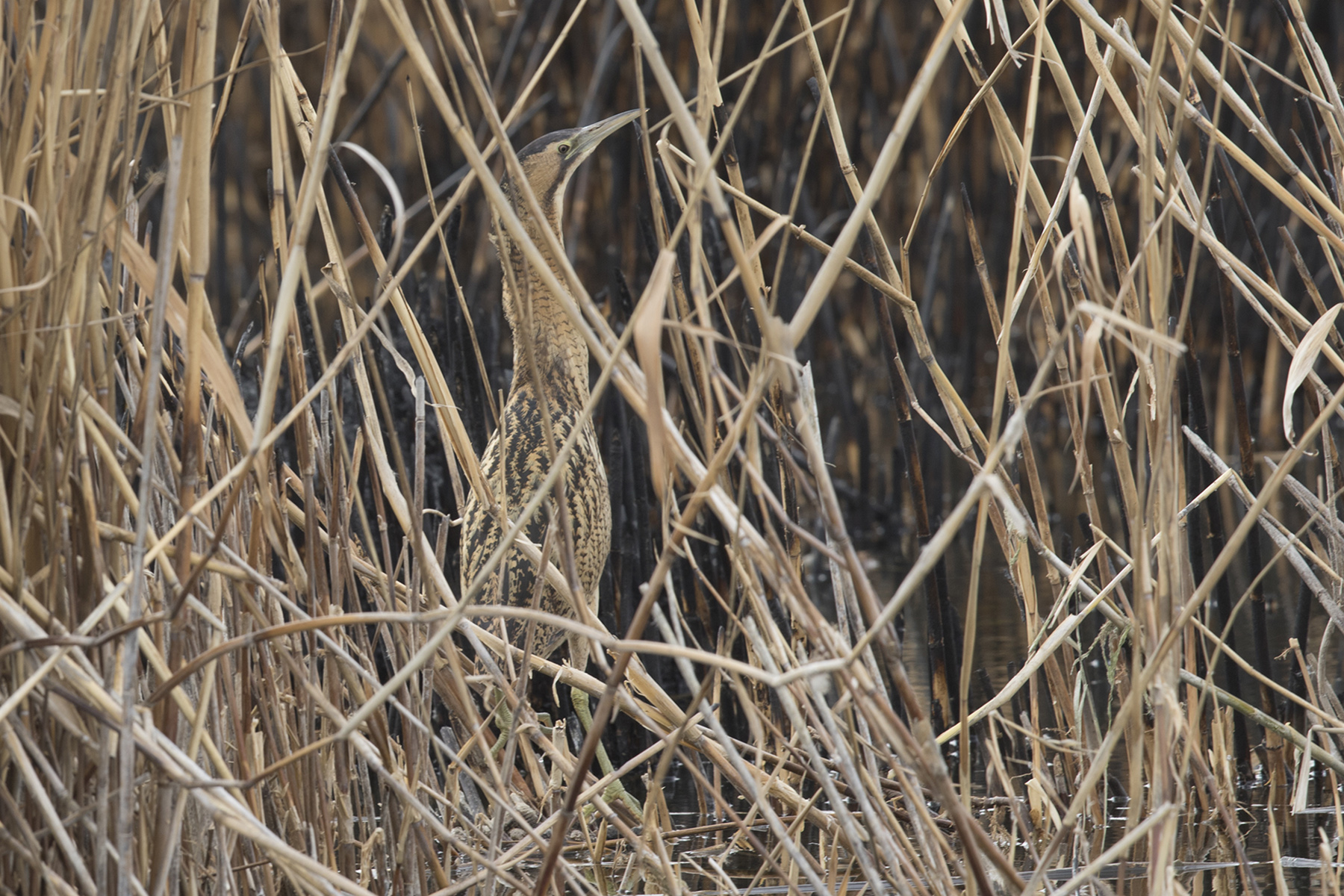 Great Bittern — Ana fotoğraf