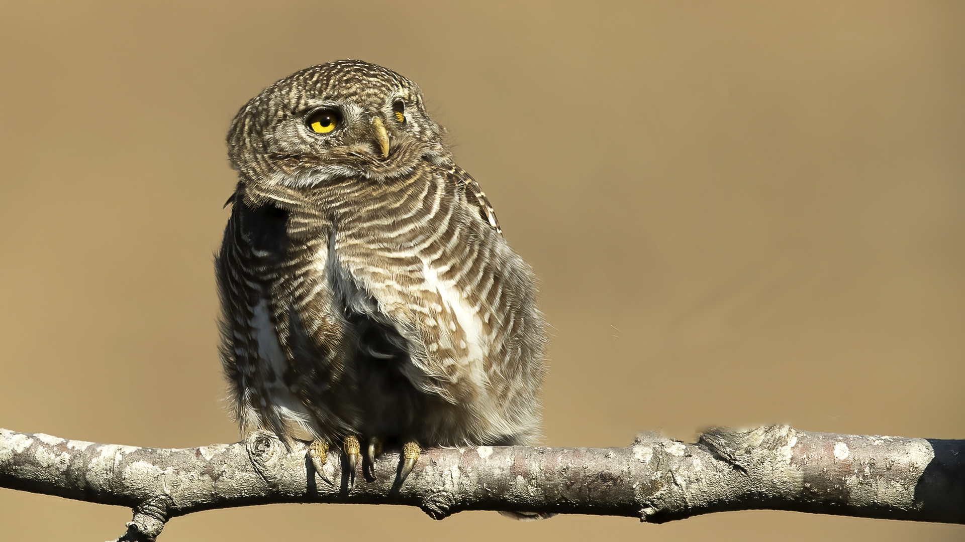 Little Owl