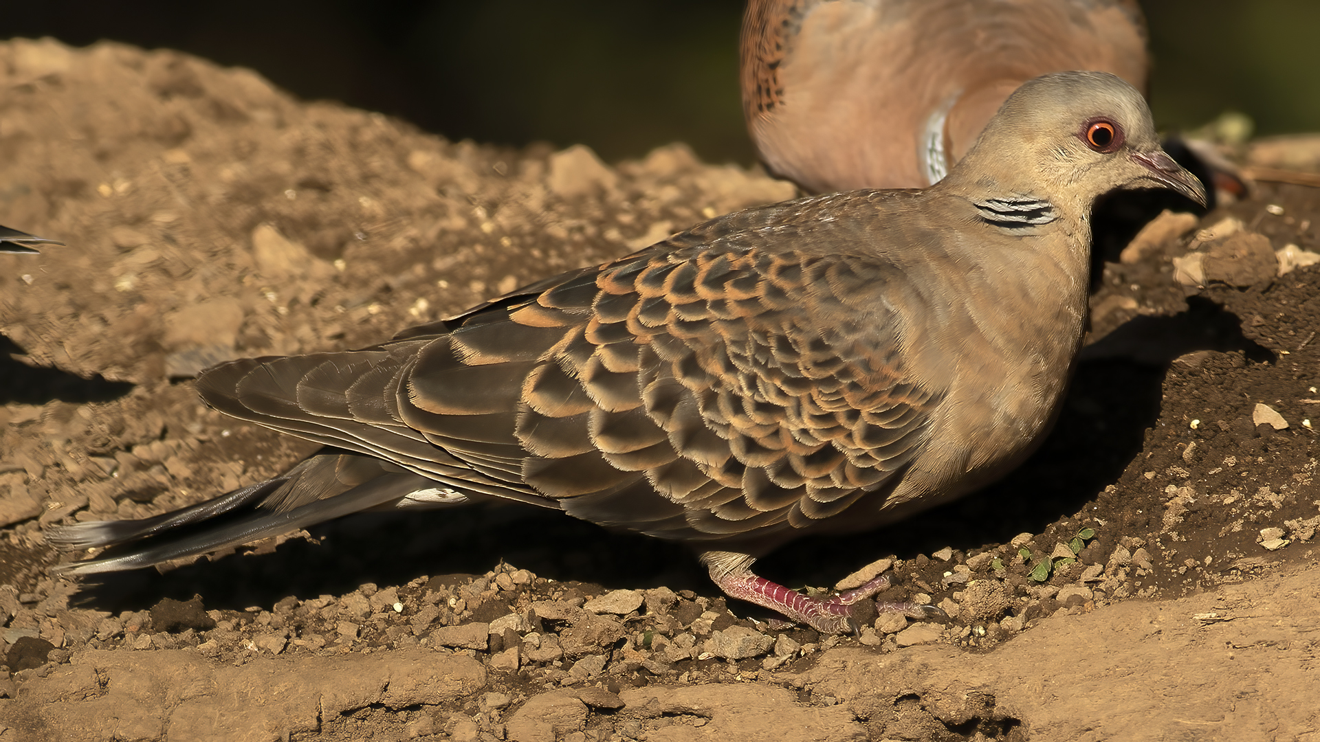 Oriental Turtle-Dove