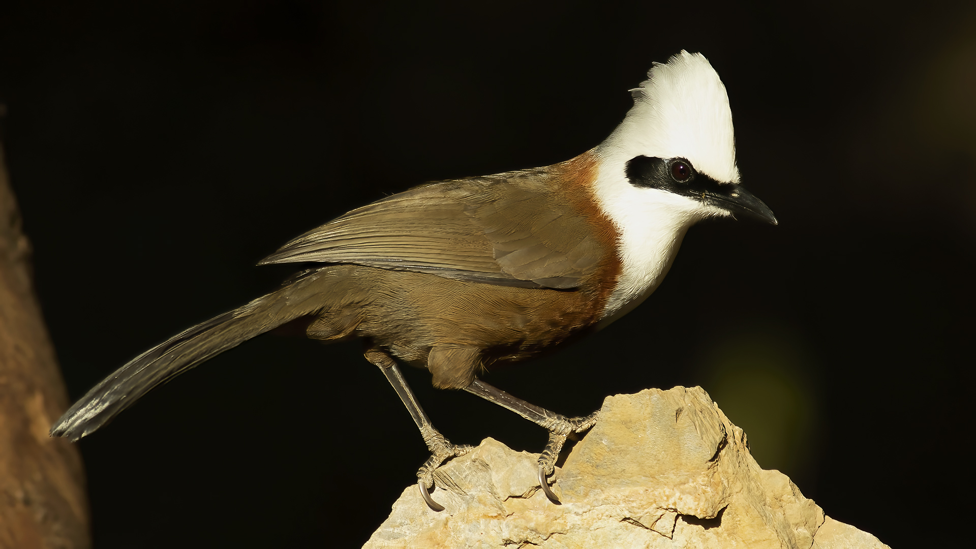 White-crested Laughingthrush