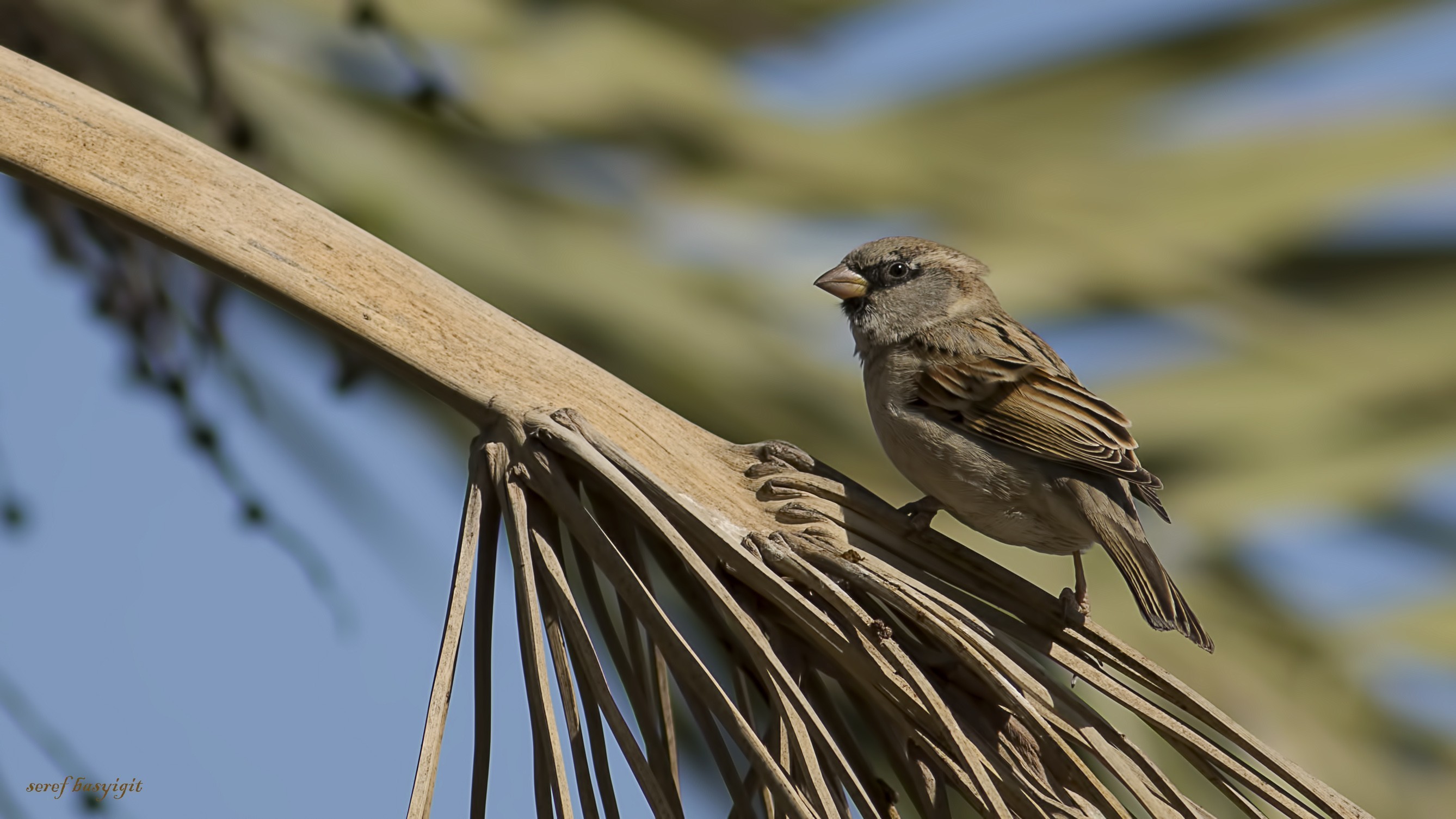 House Sparrow