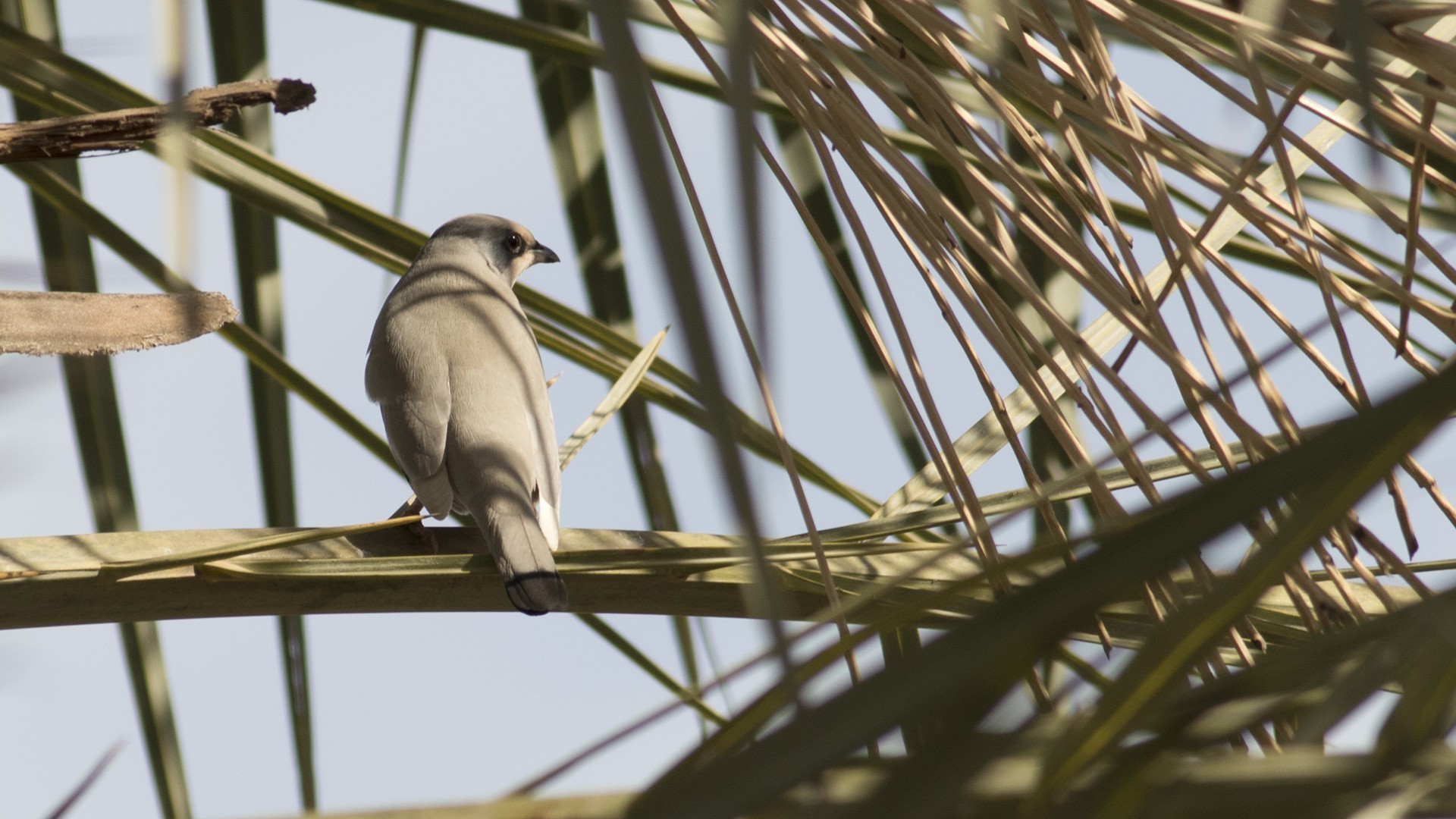 African Collared-dove