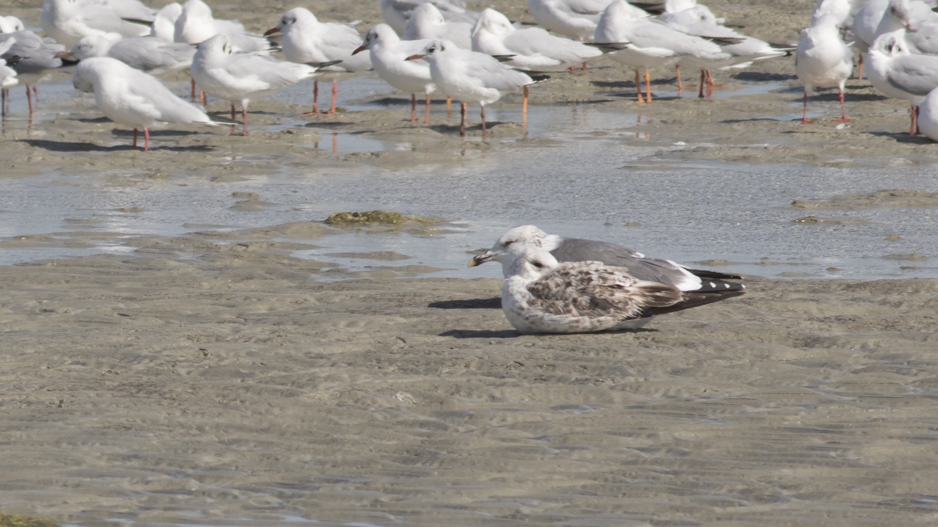 Armenian Gull